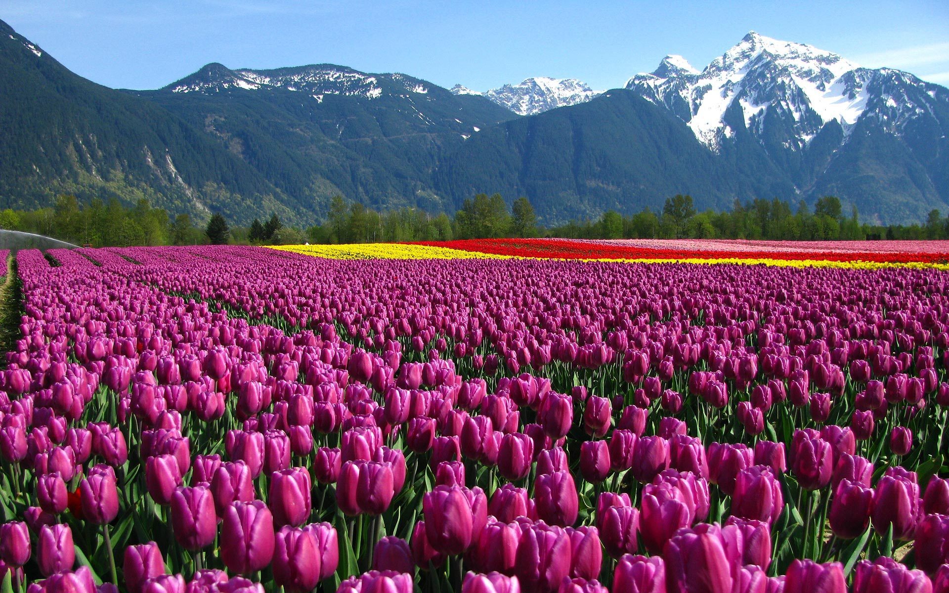 Tulip Flower Garden Wallpaper