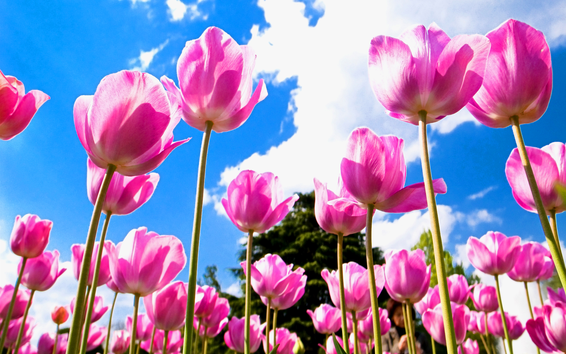 Tulip Flower Garden Wallpaper