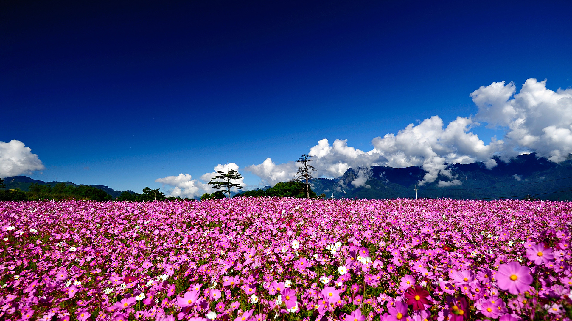 Field of Flowers HD Wallpaper | PixelsTalk.Net