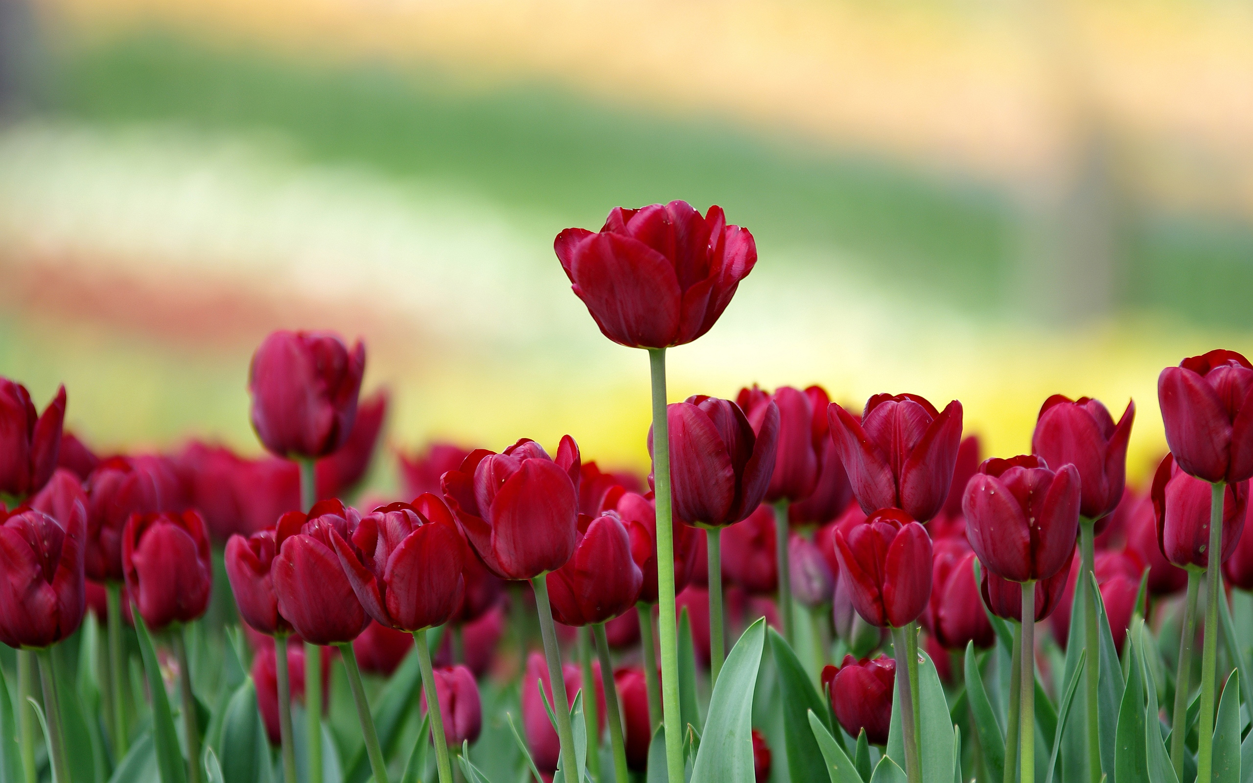 Red Tulip Wallpaper