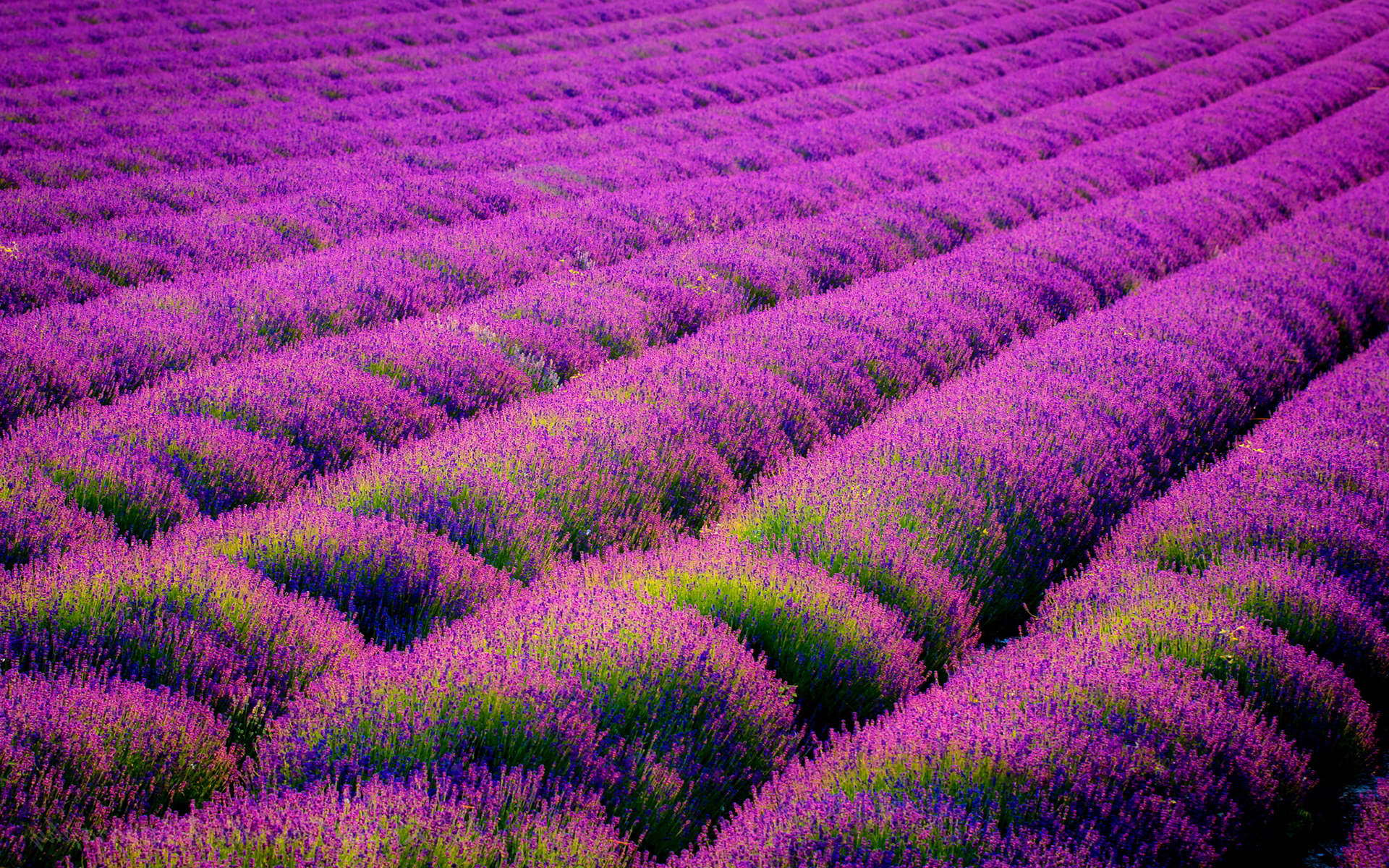 Purple Flower Wallpaper HD | PixelsTalk.Net