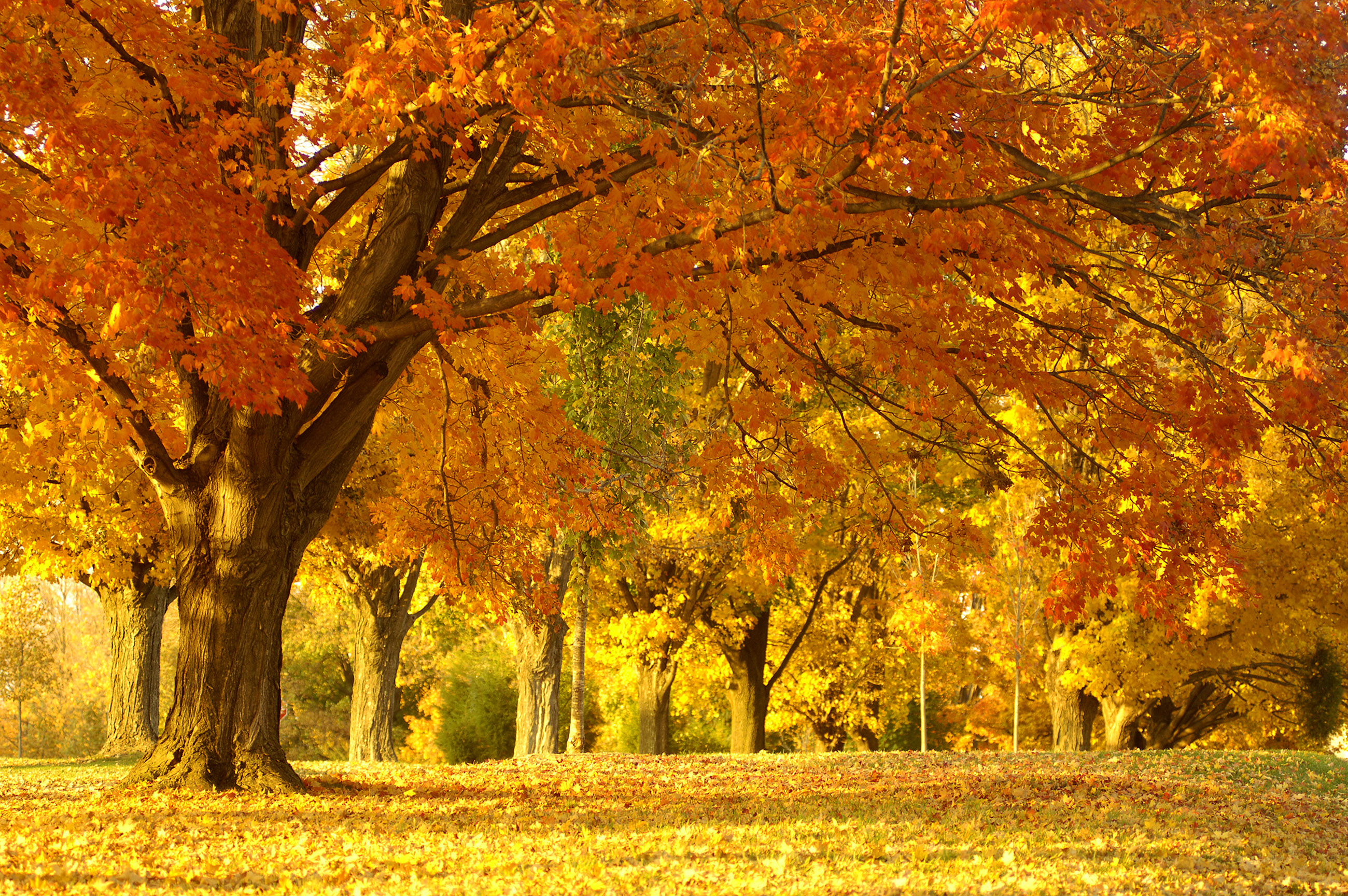 Beautiful Nature Wallpaper PixelsTalk Net
