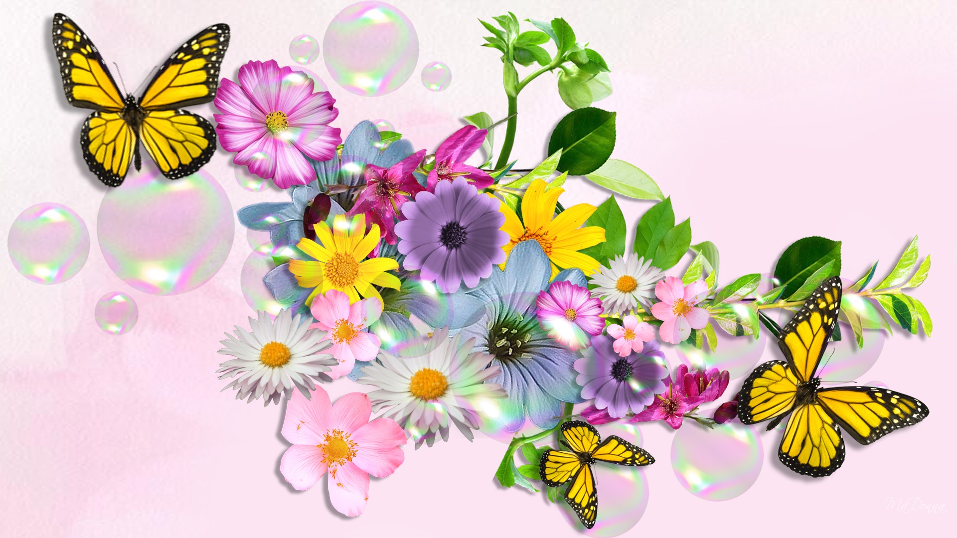Background free HD butterfly