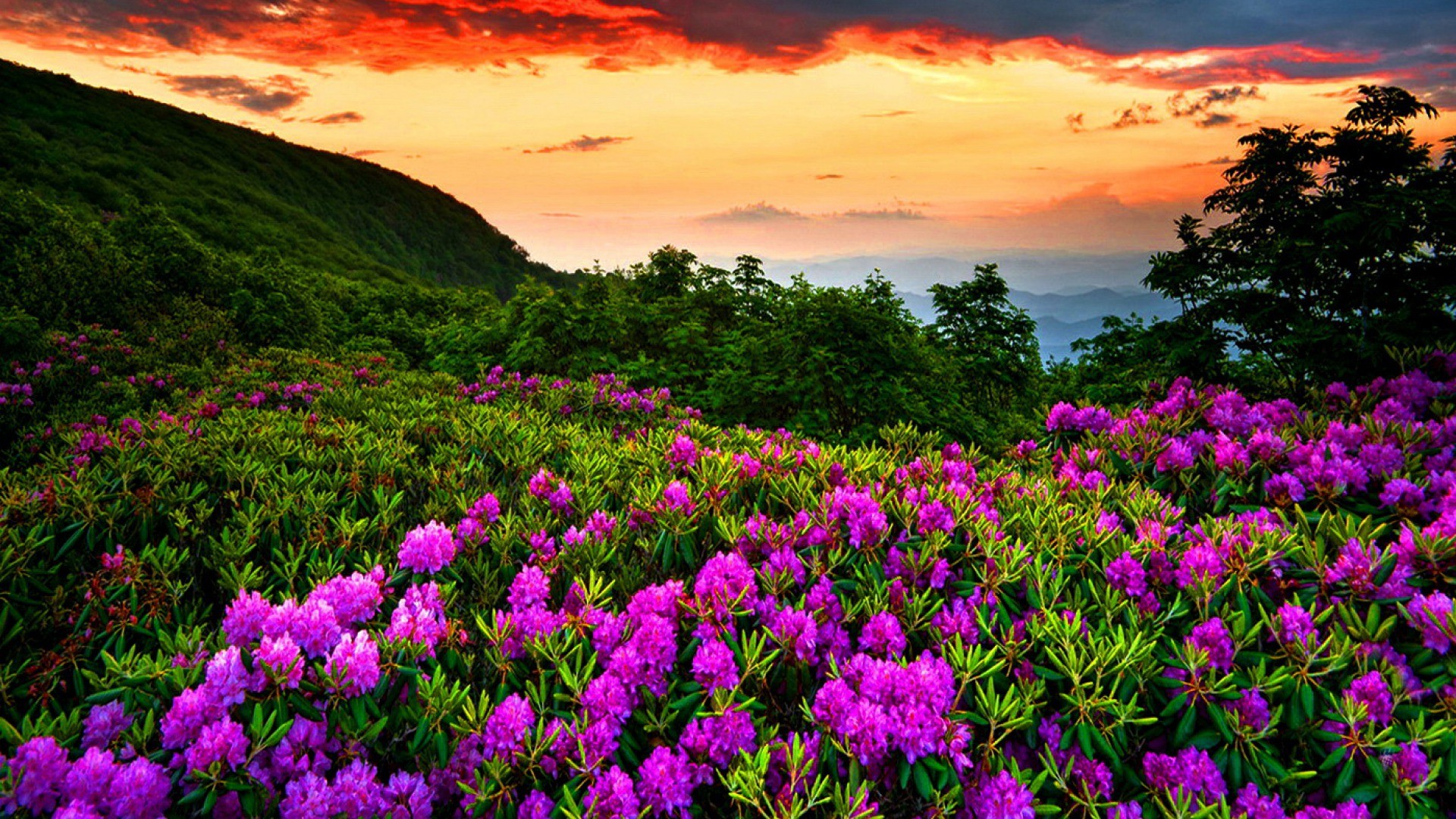 Beautiful Nature Wallpaper Pixelstalknet