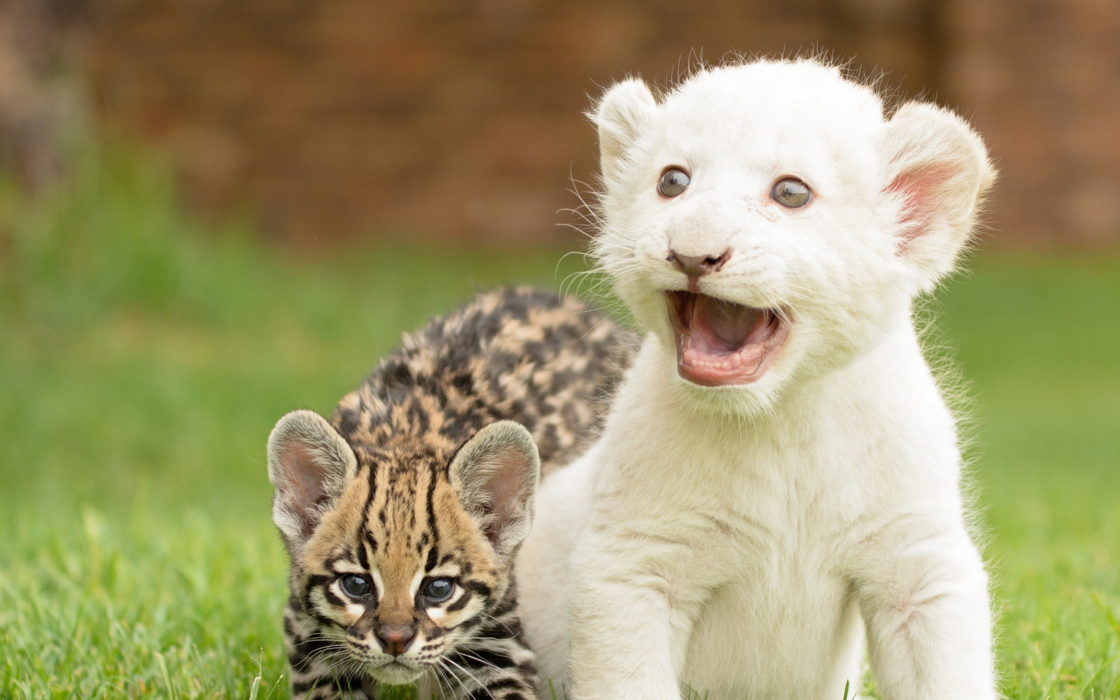 Cute Dog And Cat Wallpaper PixelsTalk Net