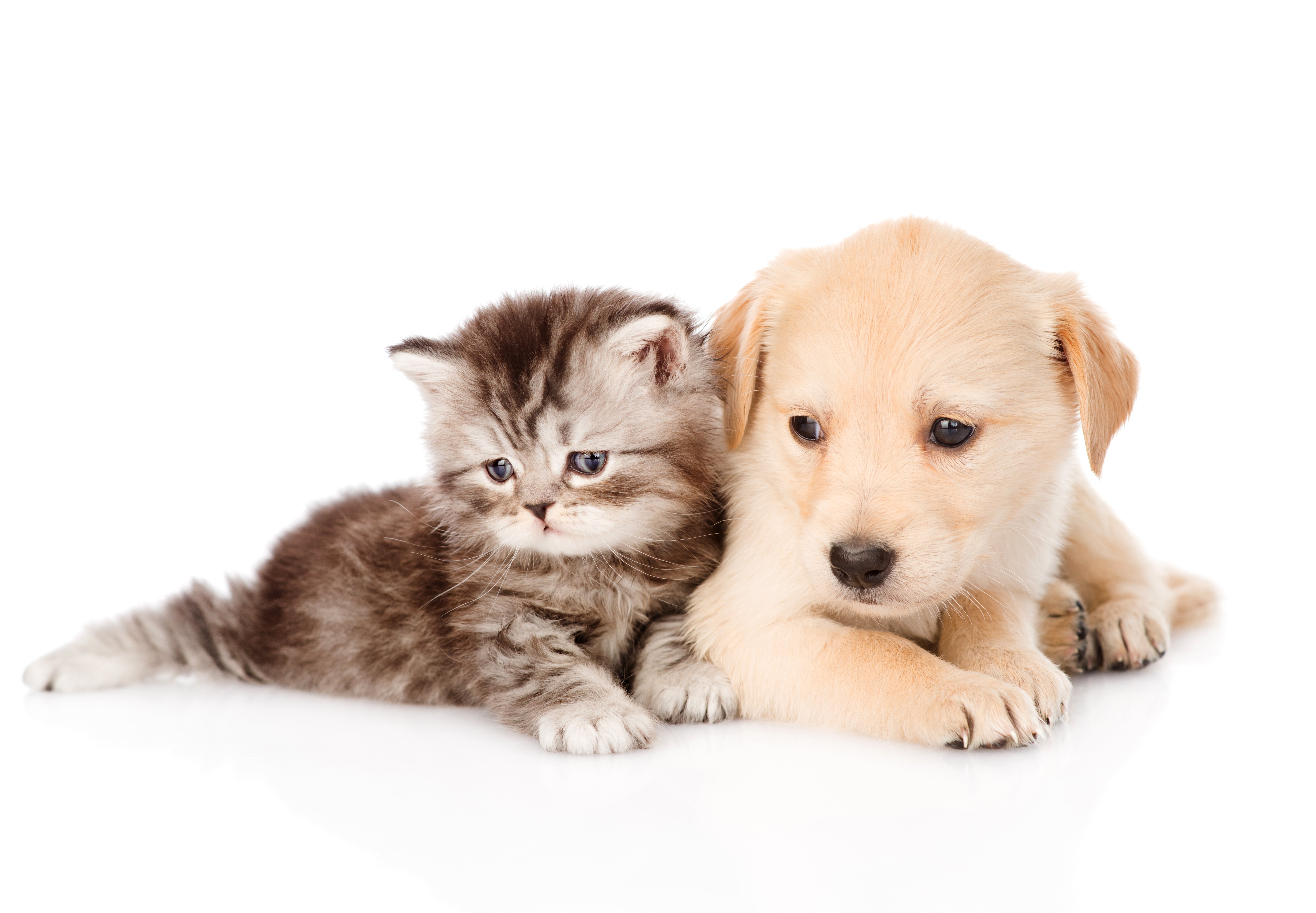 Cute Dog and Cat Wallpaper | PixelsTalk.Net