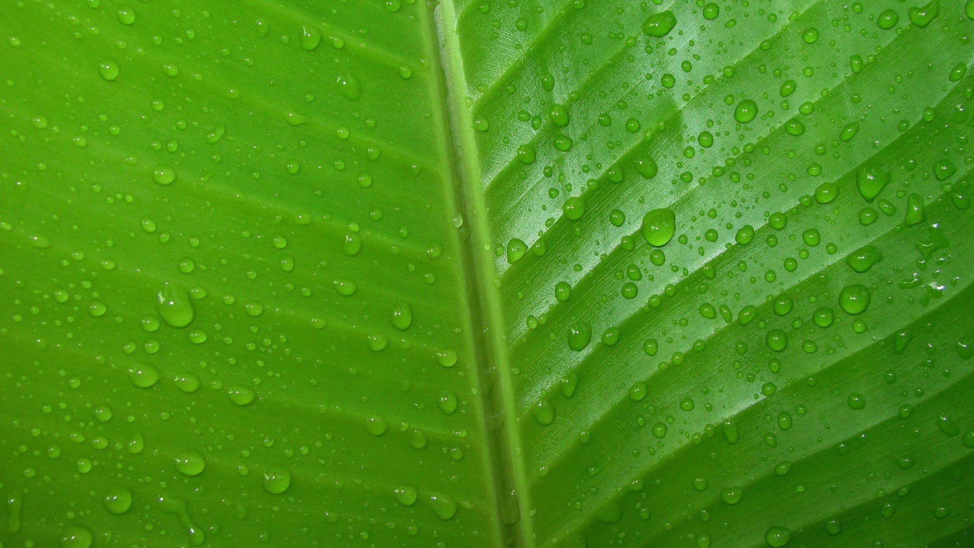 Green Leaves Wallpapers | PixelsTalk.Net