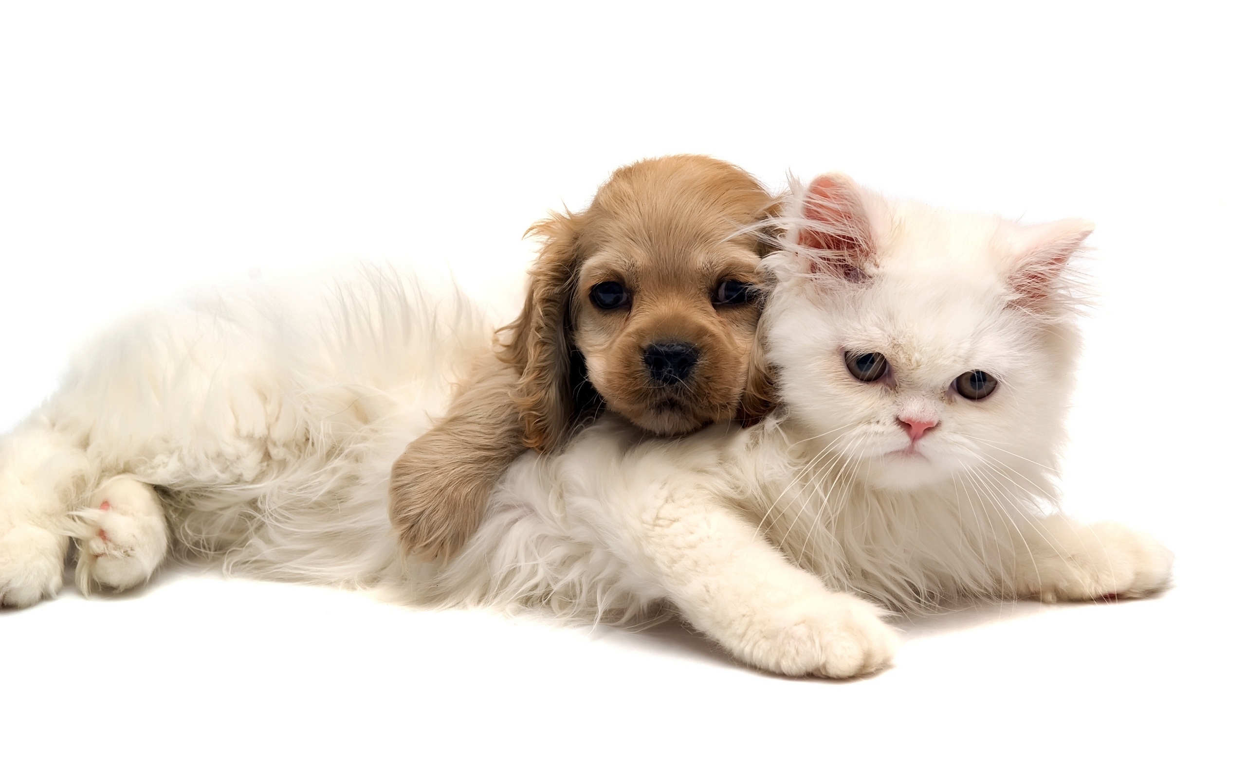 Cute Dog and Cat Wallpaper | PixelsTalk.Net