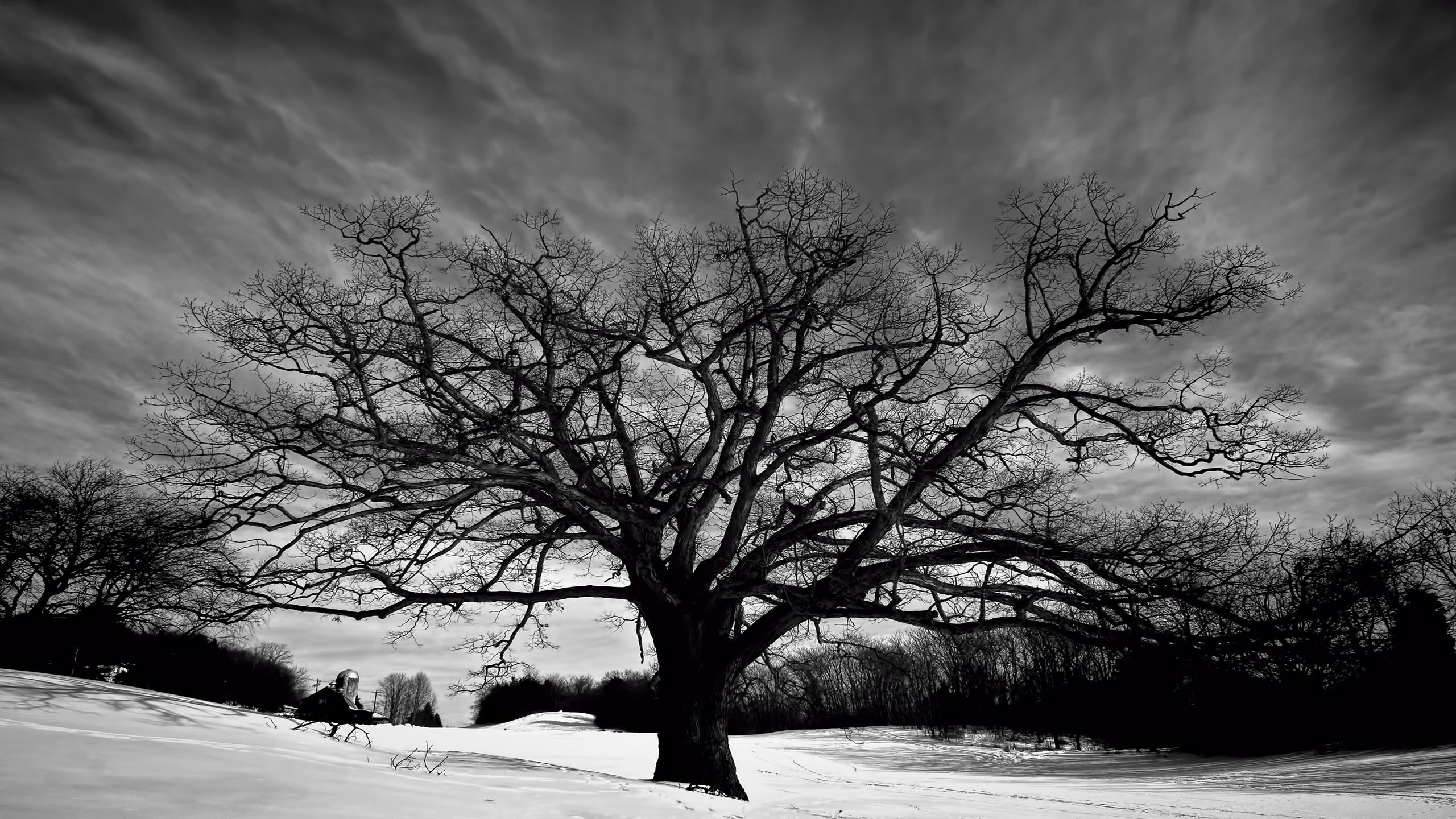 Tree Wallpaper Black And White | PixelsTalk.Net