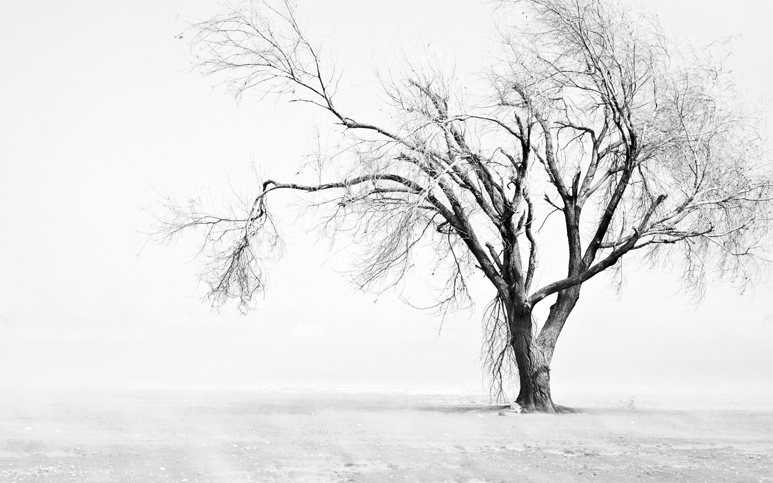 Black And White Tree Background HD Wallpaper