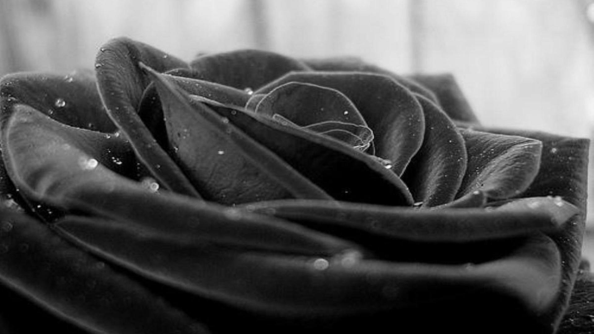 Black Rose Wallpaper HD | PixelsTalk.Net