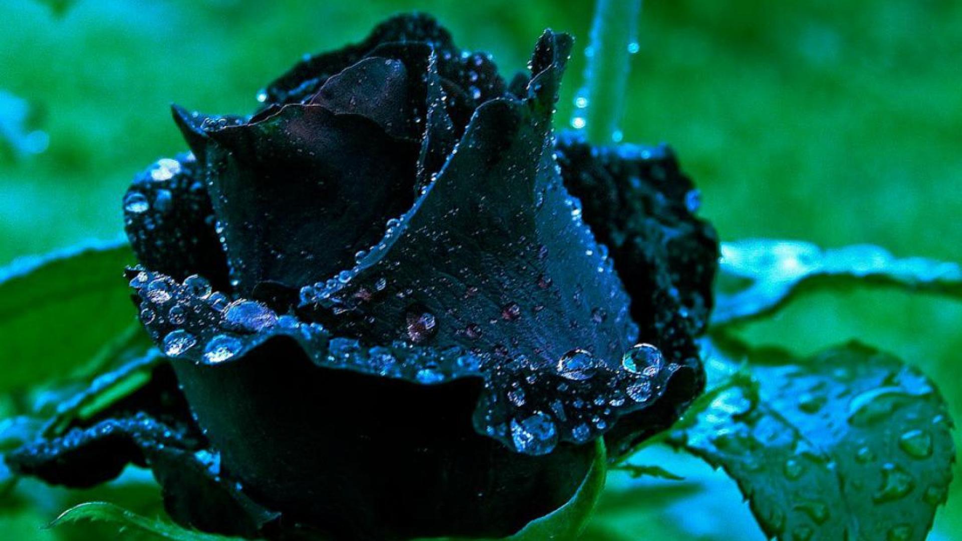 Black Rose Wallpaper HD | PixelsTalk.Net