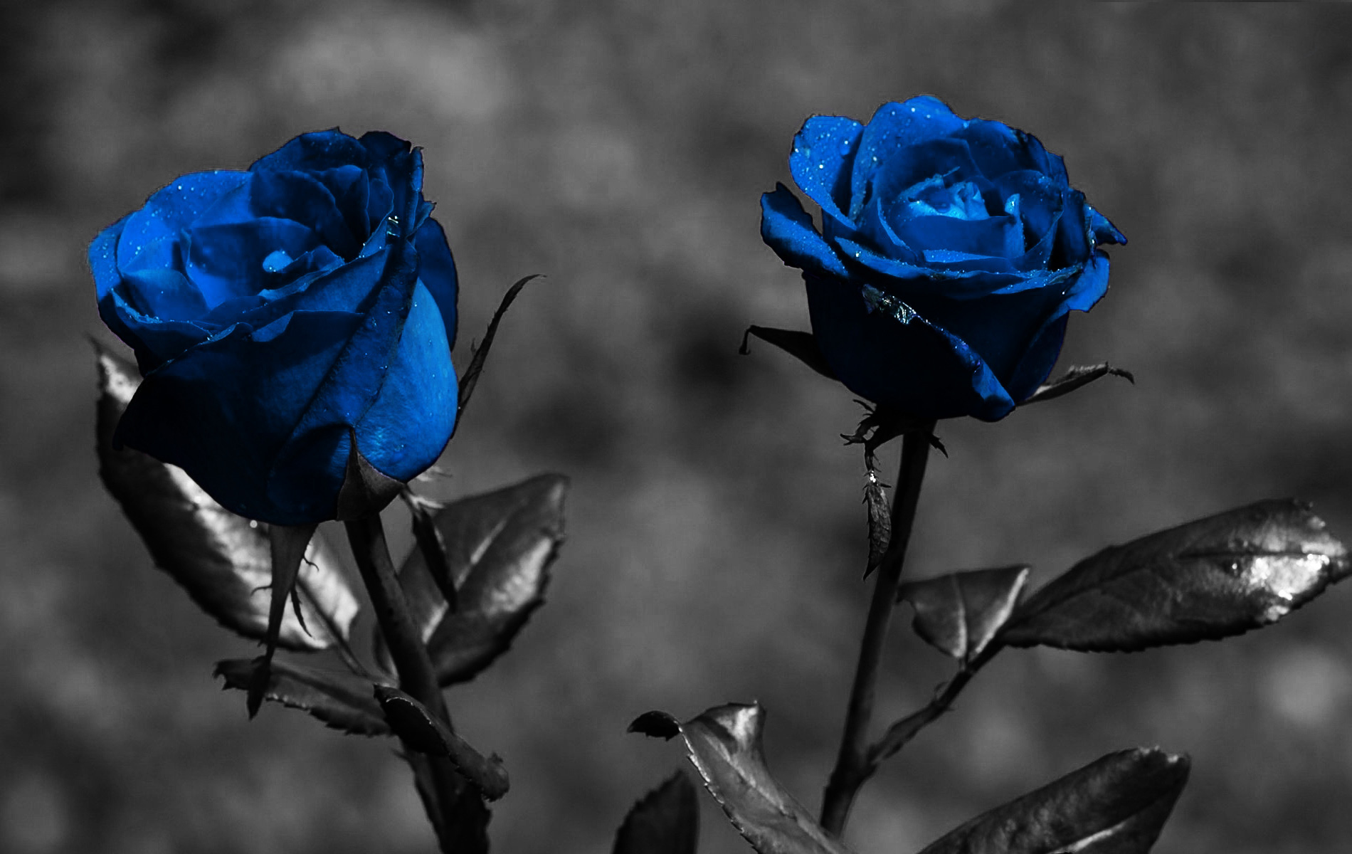 Blue Rose Wallpaper HD | PixelsTalk.Net
