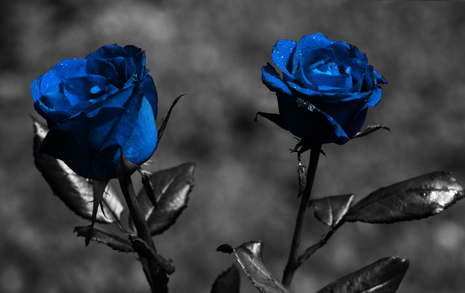 Blue Rose Wallpaper HD PixelsTalk Net