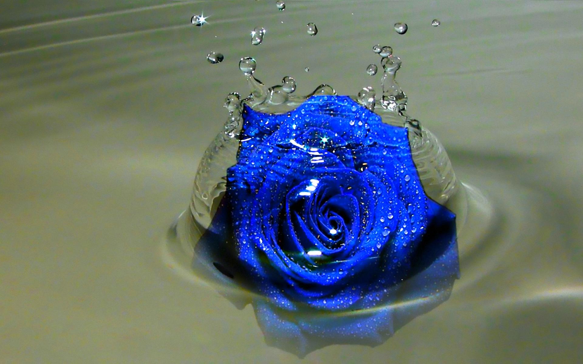 Blue Rose Wallpaper Hd Pixelstalknet