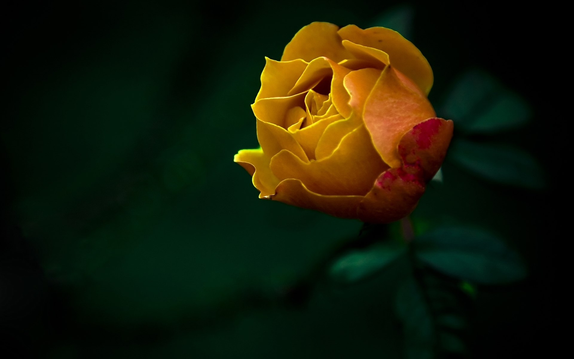 Yellow Rose Backgrounds | PixelsTalk.Net