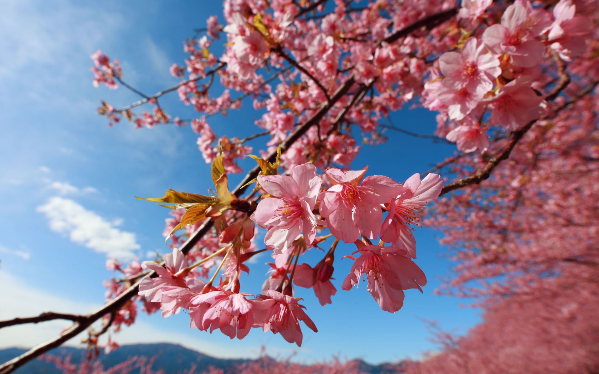 Flowers Cherry Blossom Wallpapers | PixelsTalk.Net