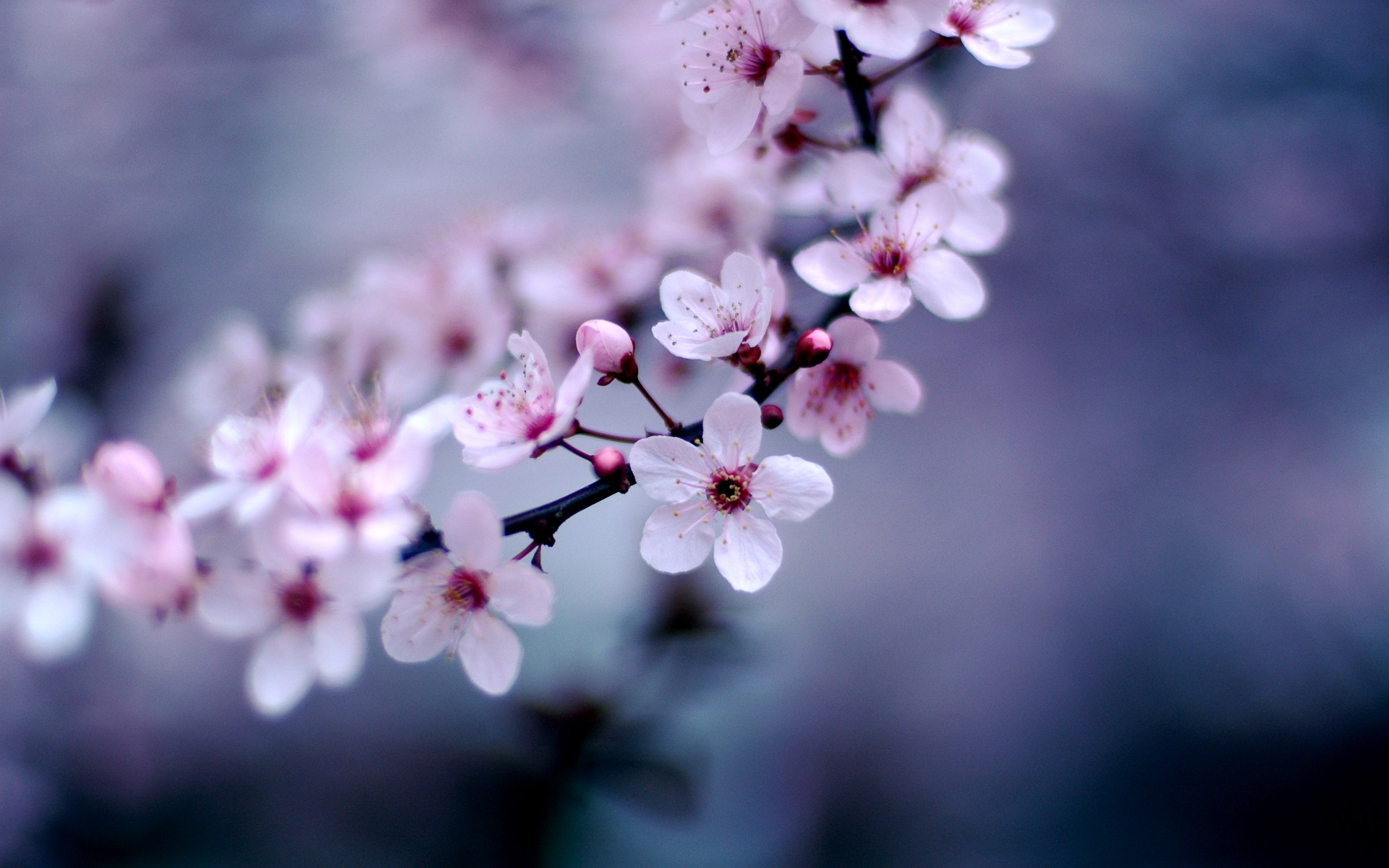 Flowers Cherry Blossom Wallpapers Pixelstalknet