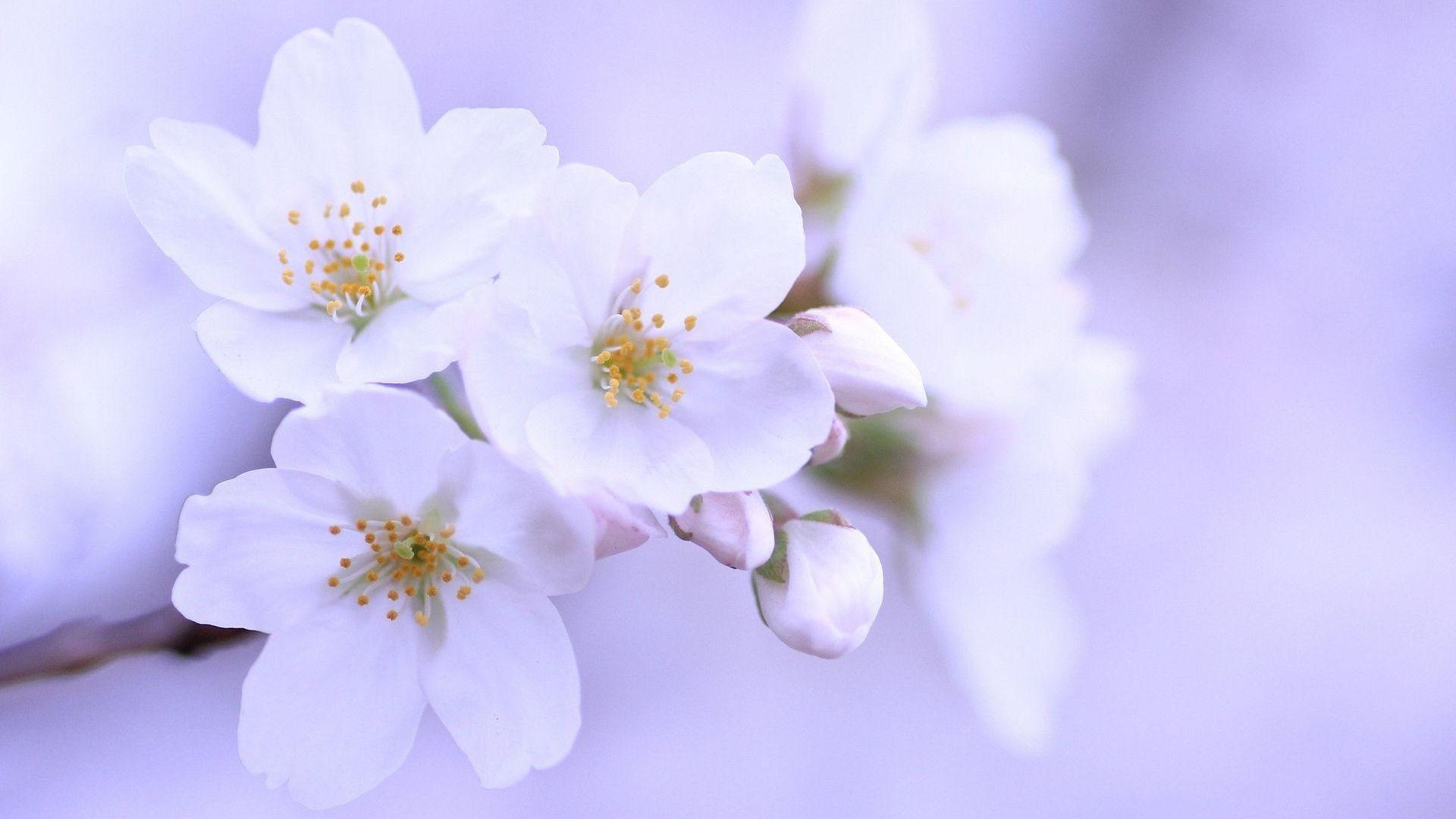 White Cherry Blossom Wallpapers | PixelsTalk.Net
