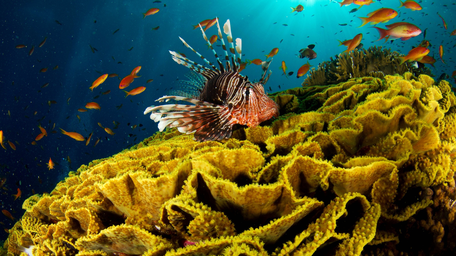 Underwater Wallpapers HD | PixelsTalk.Net
