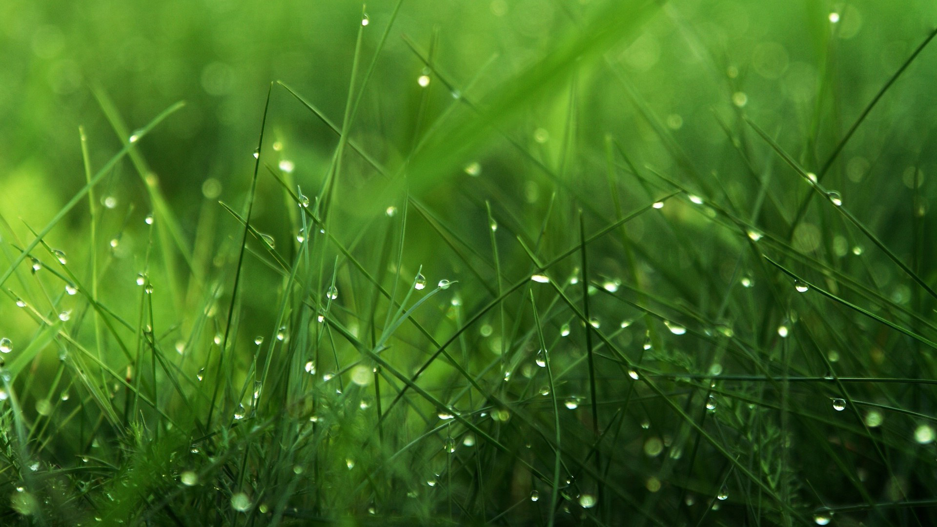 Desktop Grass Hd Wallpapers Pixelstalk