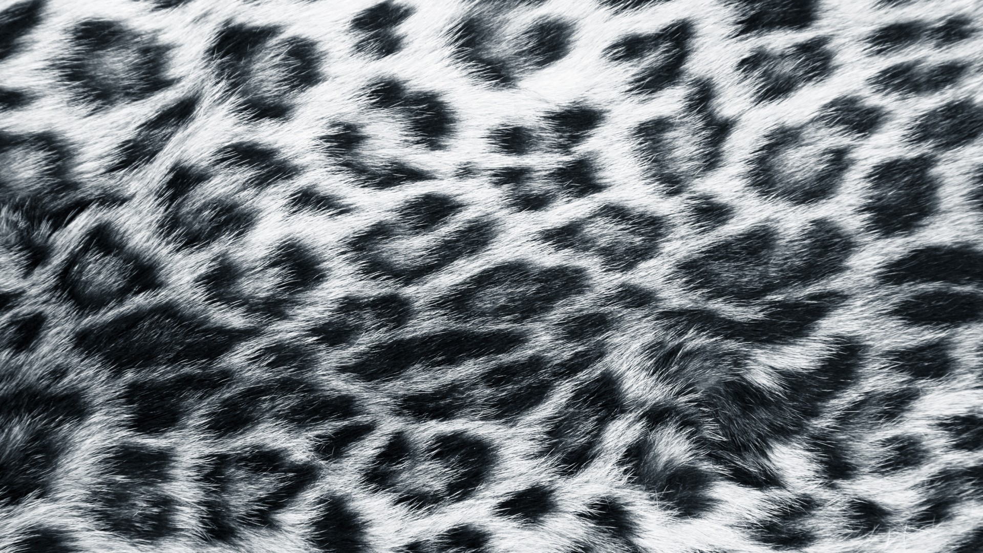 Leopard Print Wallpapers HD | PixelsTalk.Net