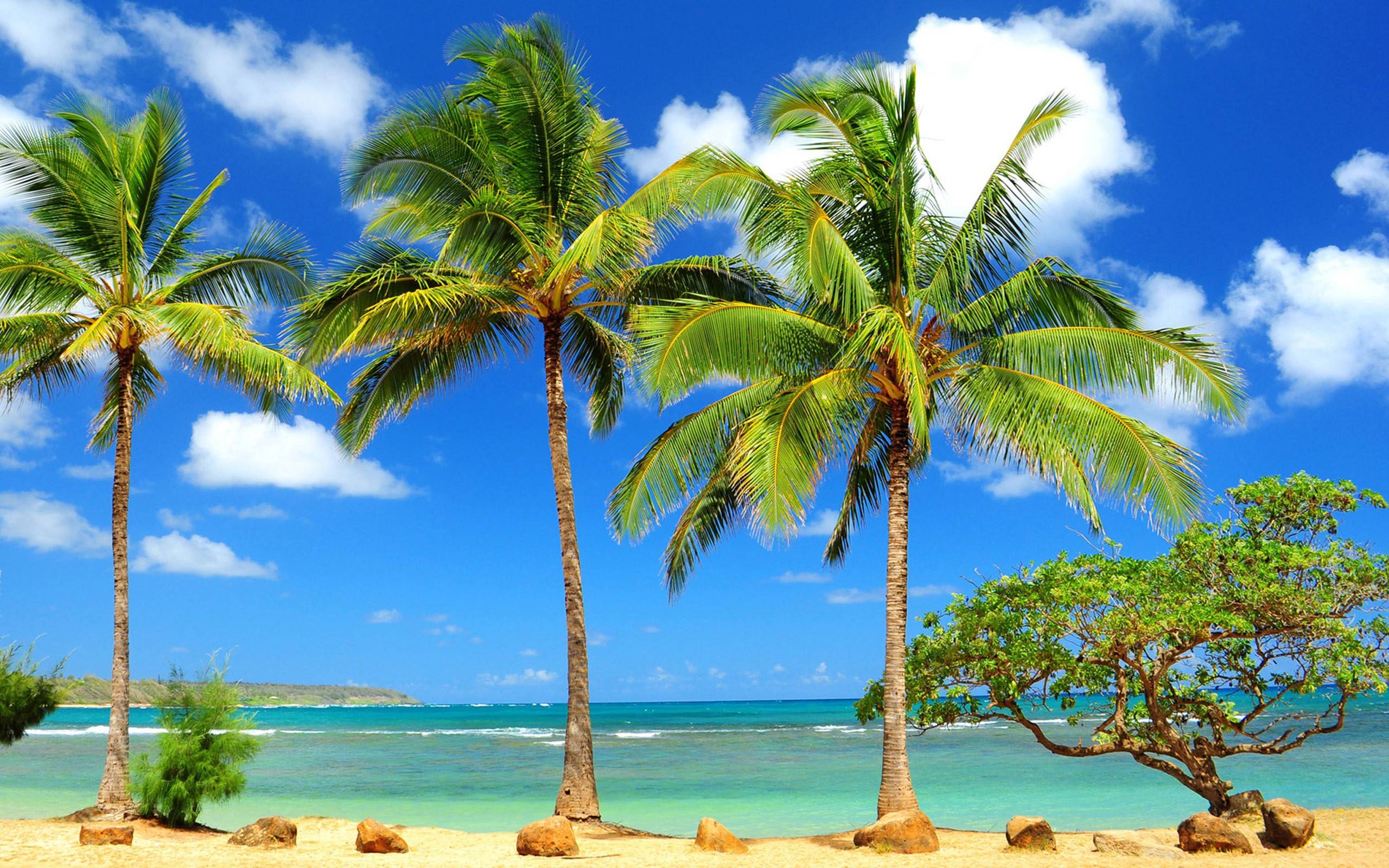Palm Tree Desktop Wallpaper