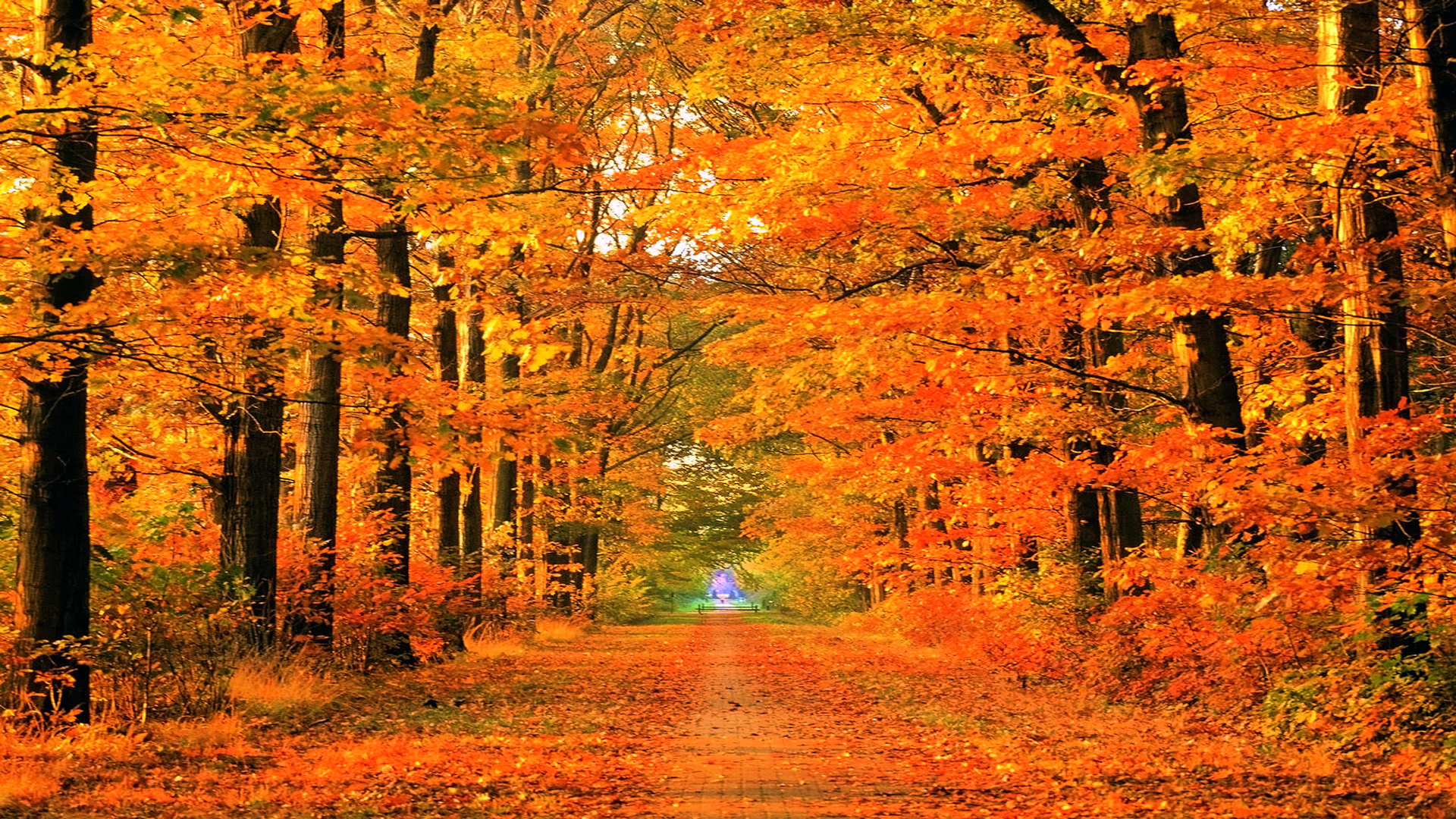 Fall Wallpapers Hd Pixelstalknet