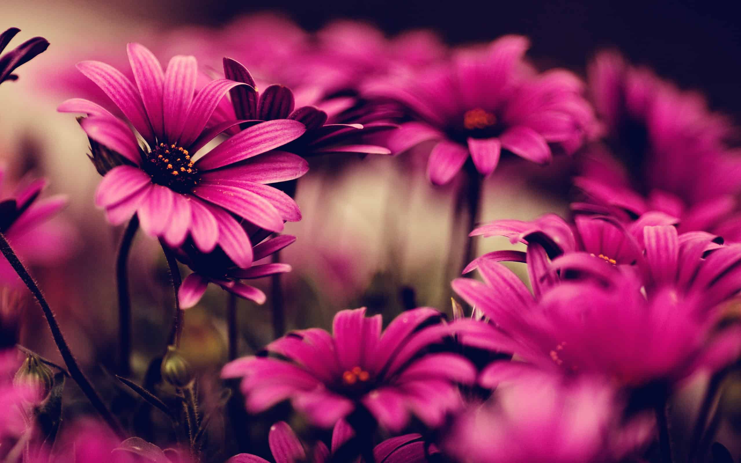 Flower Wallpaper High Resolution PixelsTalk Net
