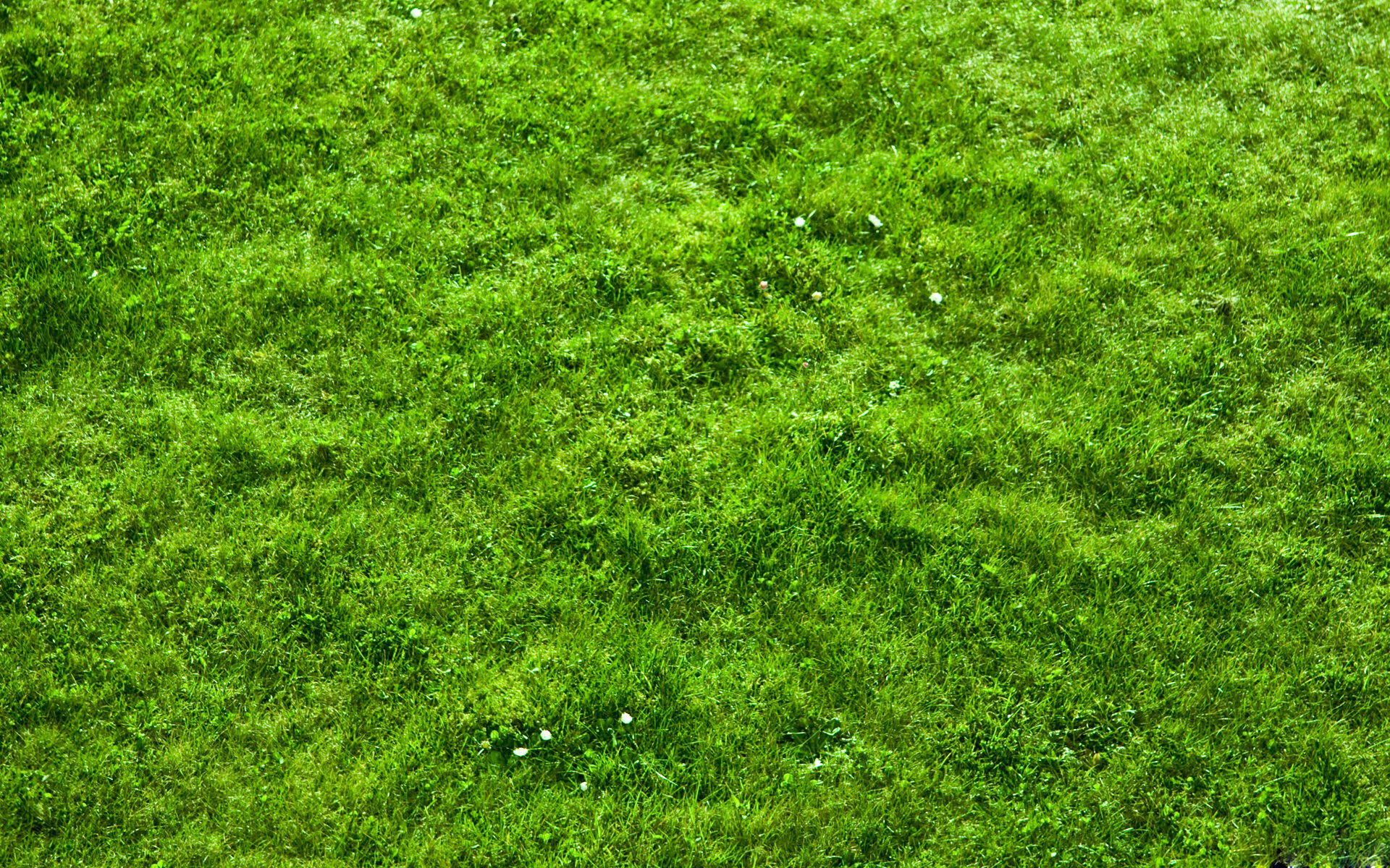 Grass Backgrounds Free | PixelsTalk.Net
