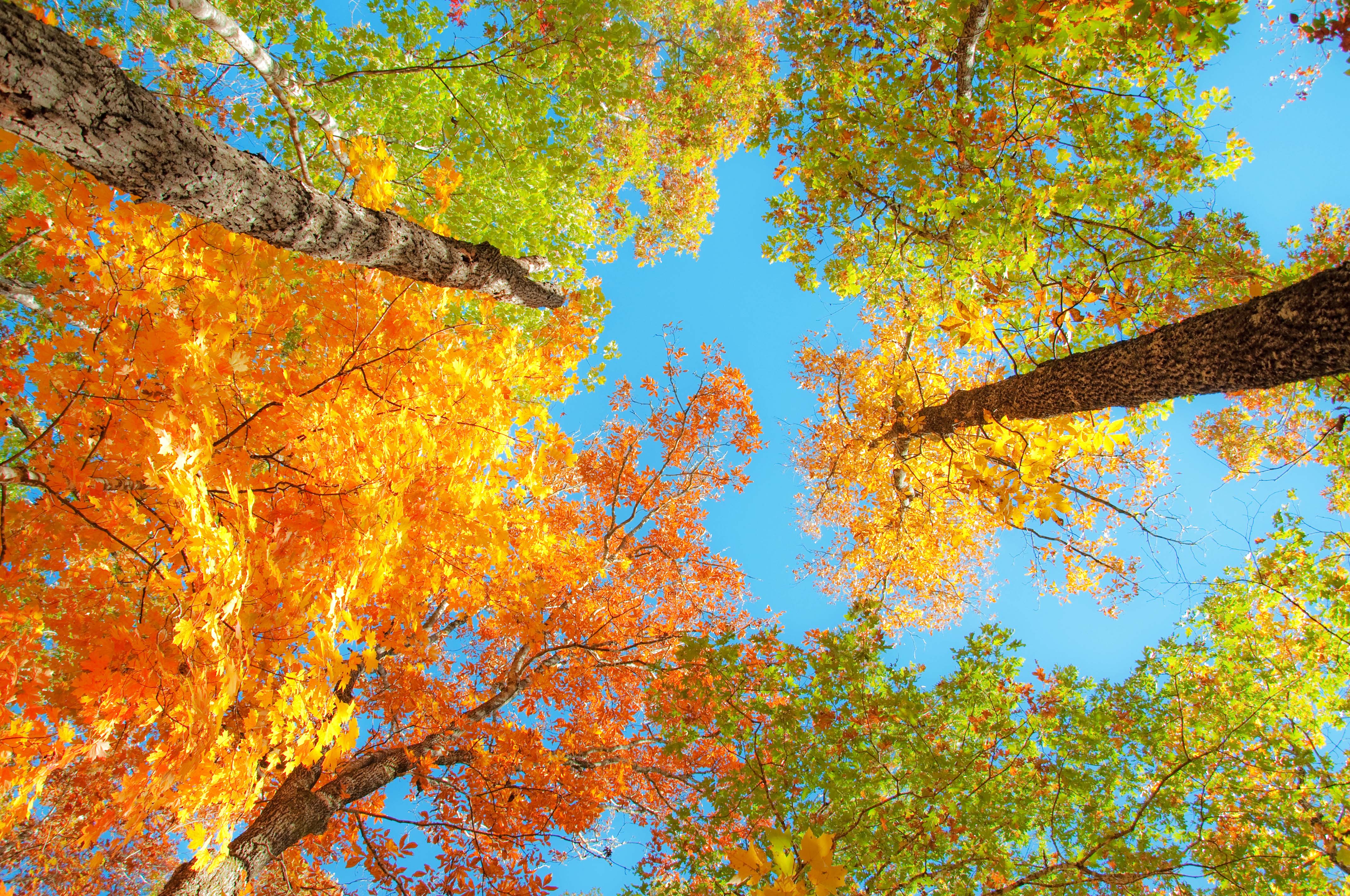 Fall Color Backgrounds