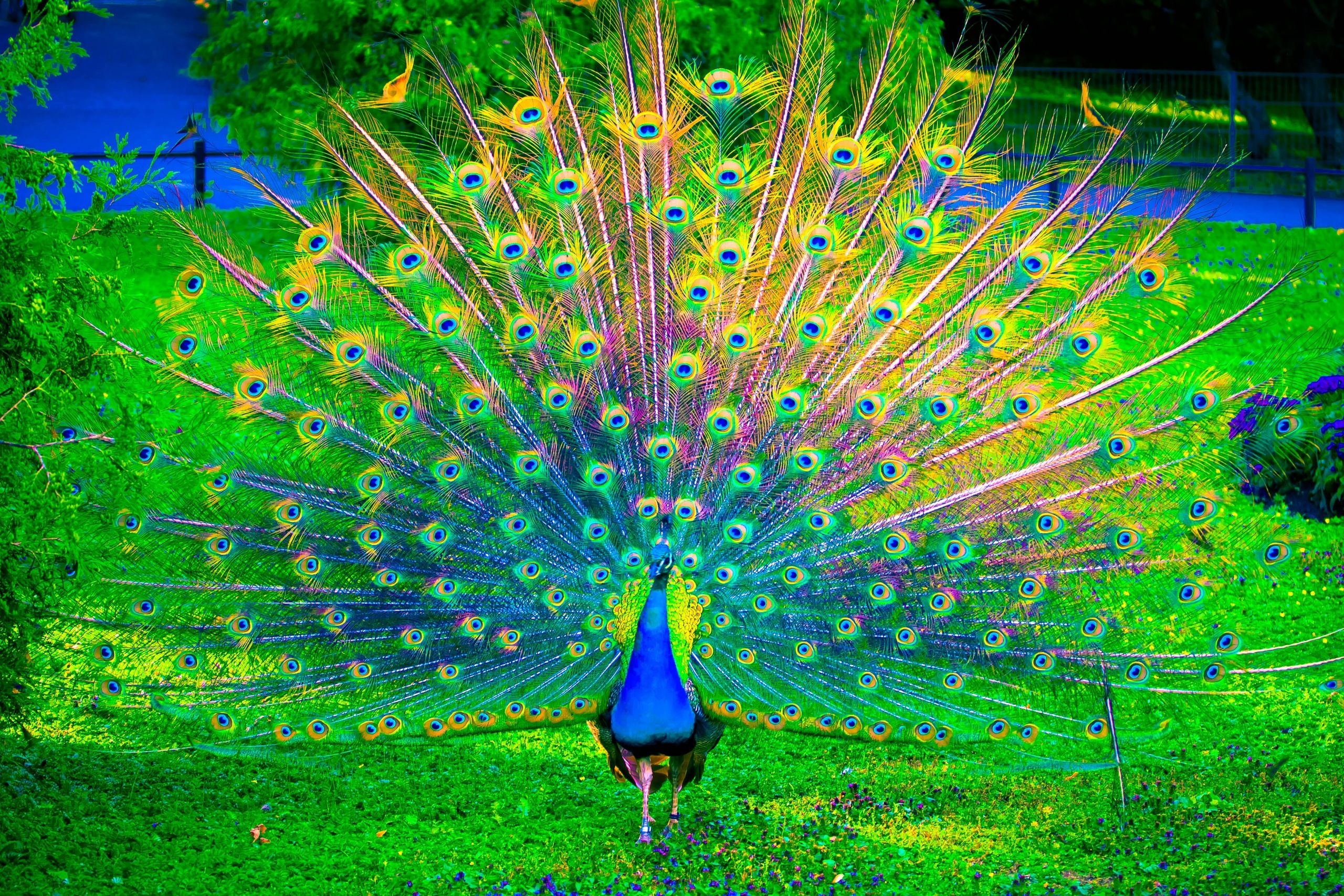 HD Peacock Wallpaper | PixelsTalk.Net