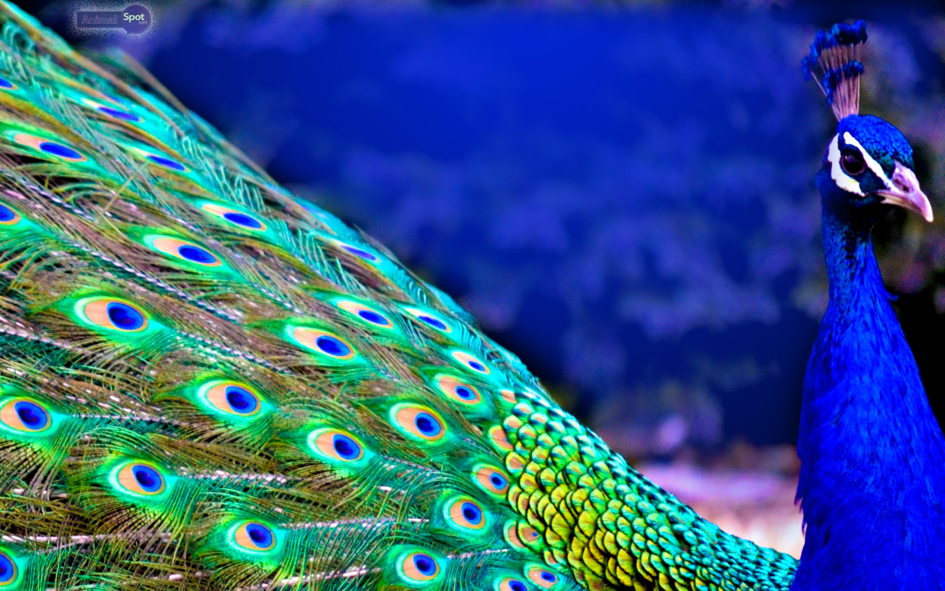 Peacock Wallpapers HD | PixelsTalk.Net