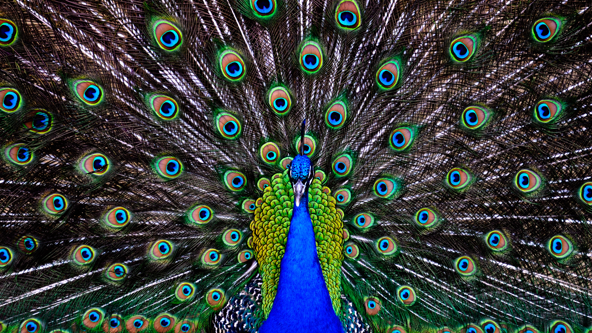 Peacock Wallpapers HD | PixelsTalk.Net