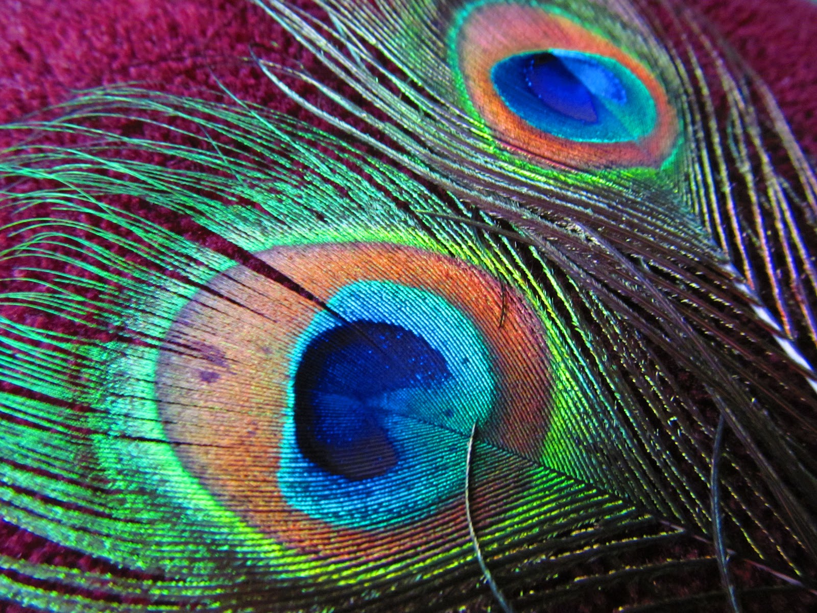 Peacock feathers | Feather wedding cake, Wedding cake 