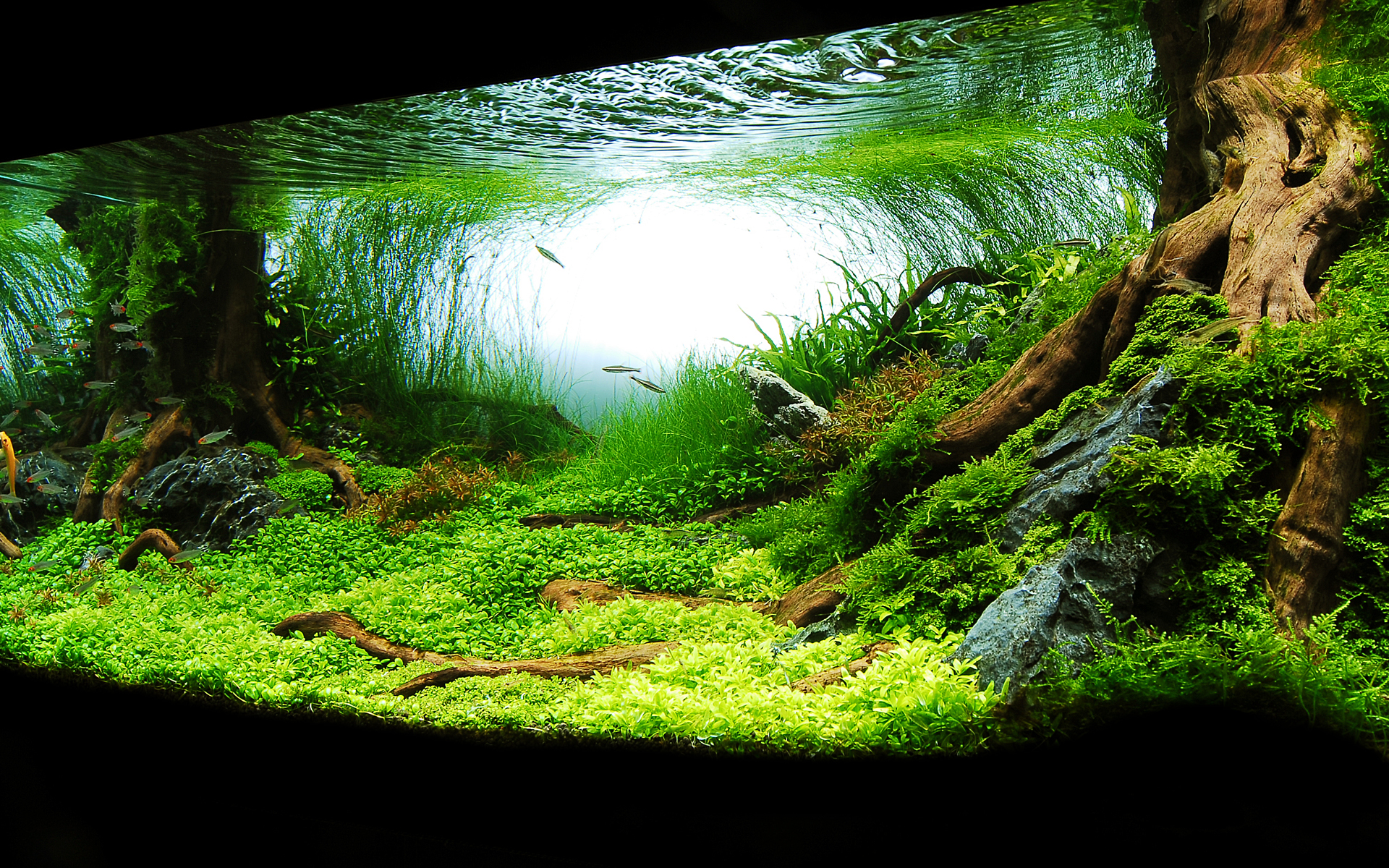 aquarium-backgrounds-download-free-pixelstalk-net