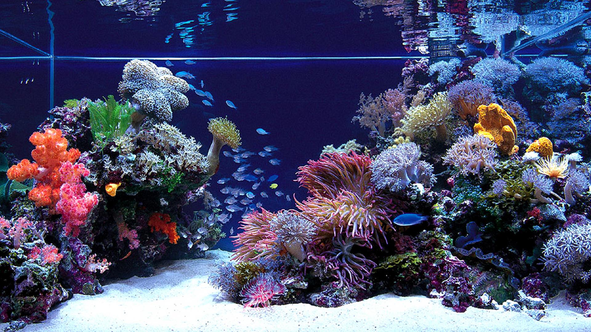 Aquarium Hd Wallpapers Pixelstalknet