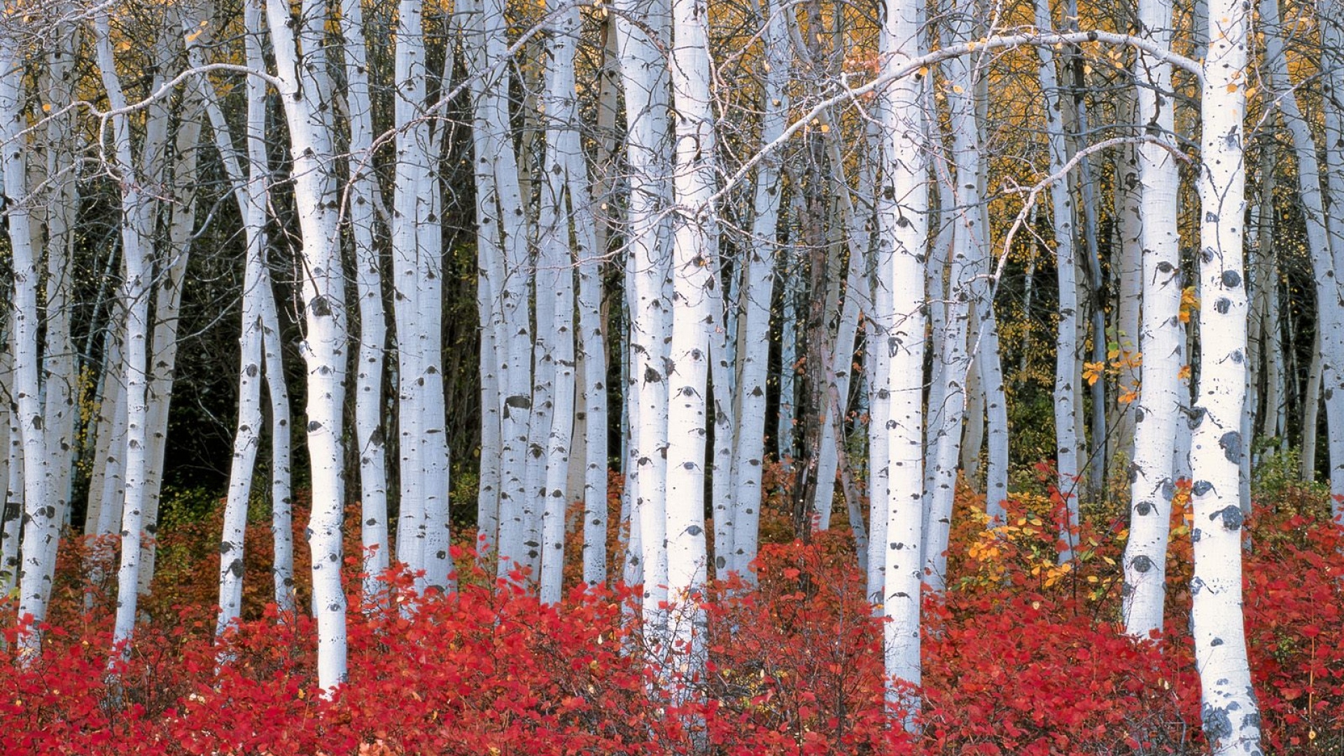 Birch Tree Wallpapers | PixelsTalk.Net