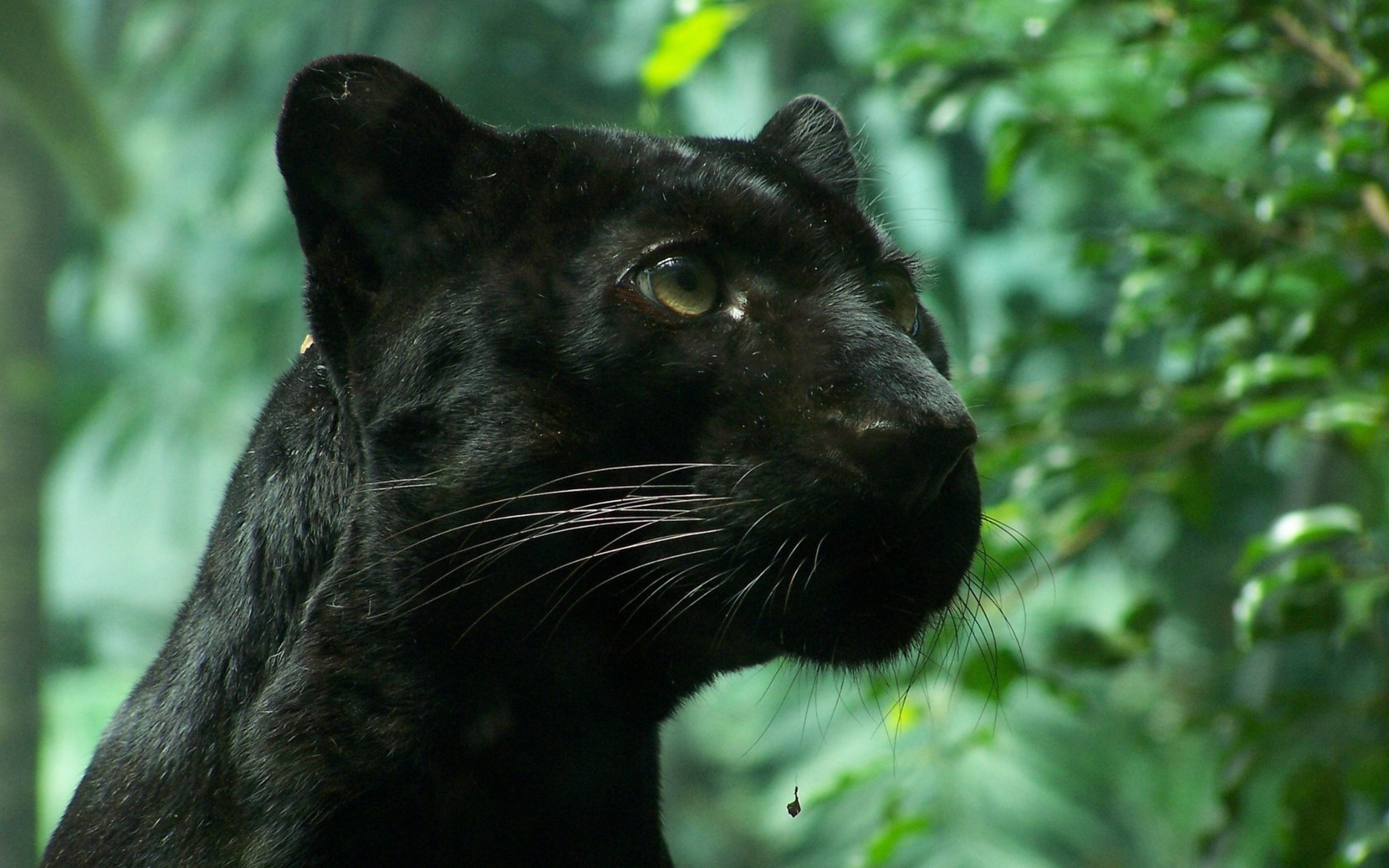 Wildcat HD Images PixelsTalk Net