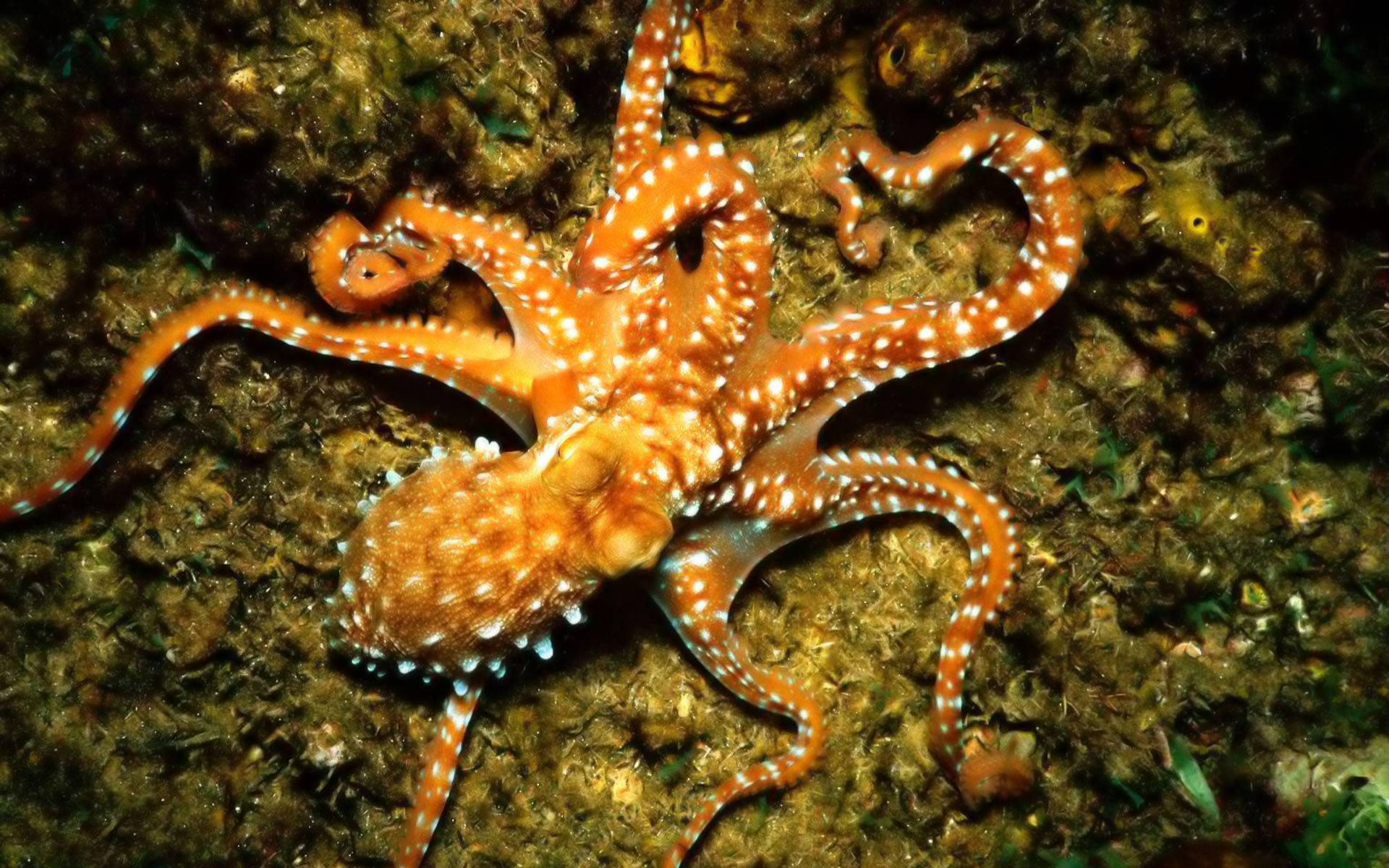 Octopus.De