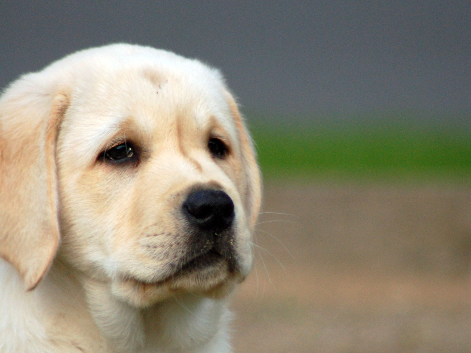 Cute Puppy Backgrounds Download Free | HD Wallpapers, Backgrounds