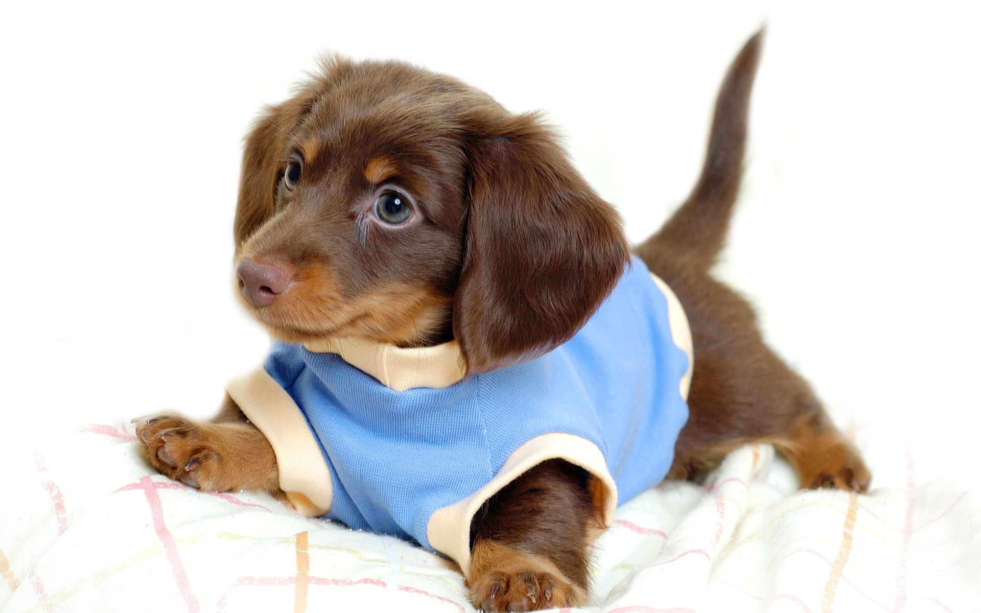 Free Download Cute Puppy Wallpapers Pixelstalk Net