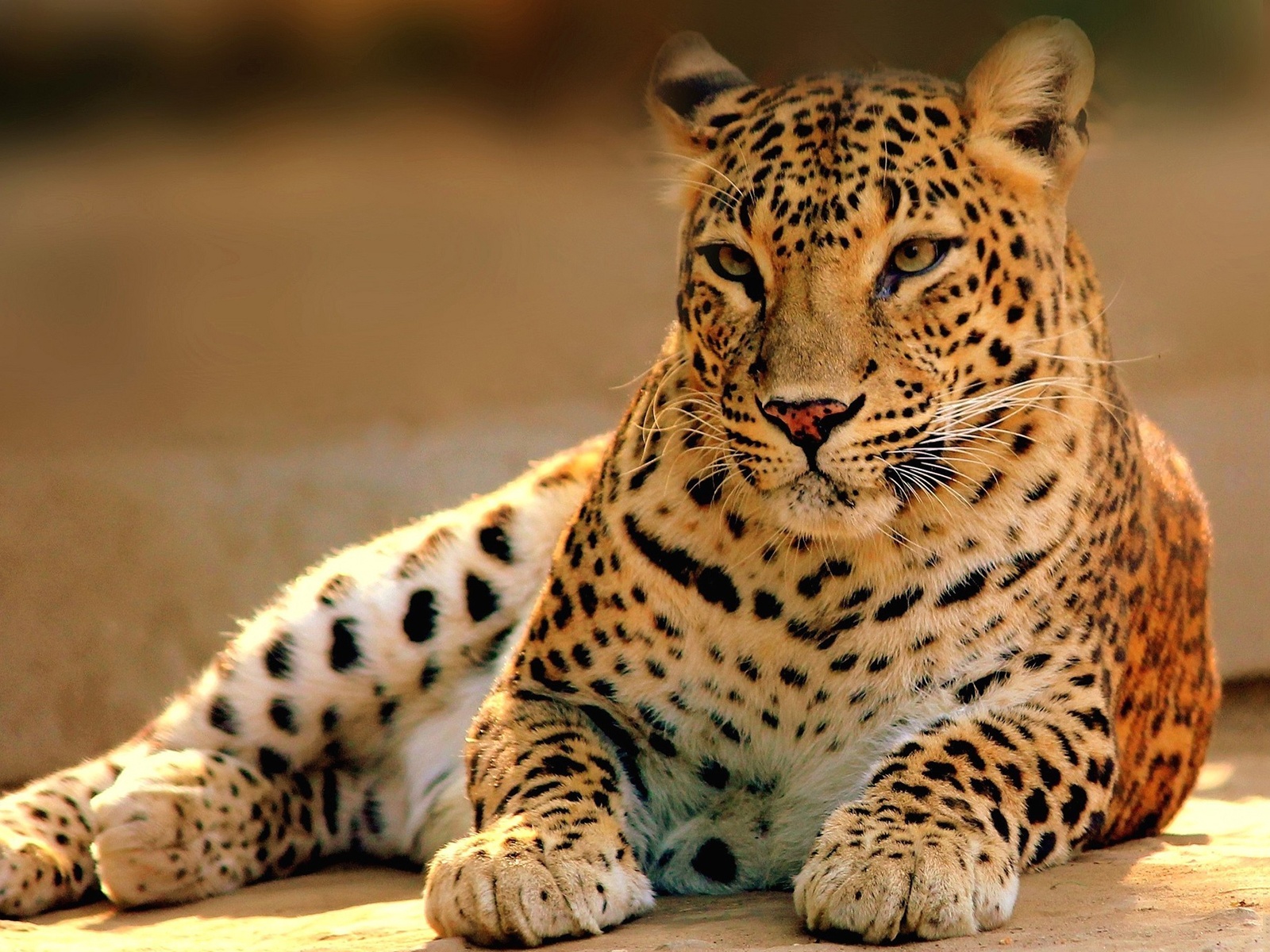 Wildlife Images Free Download Pixelstalknet