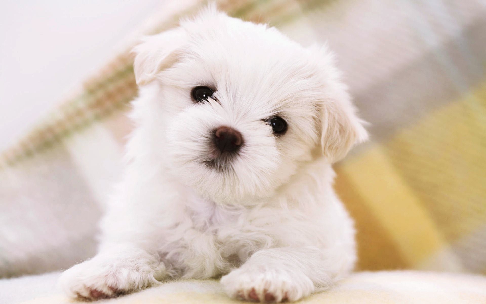 Cute Puppy HD Images | PixelsTalk.Net