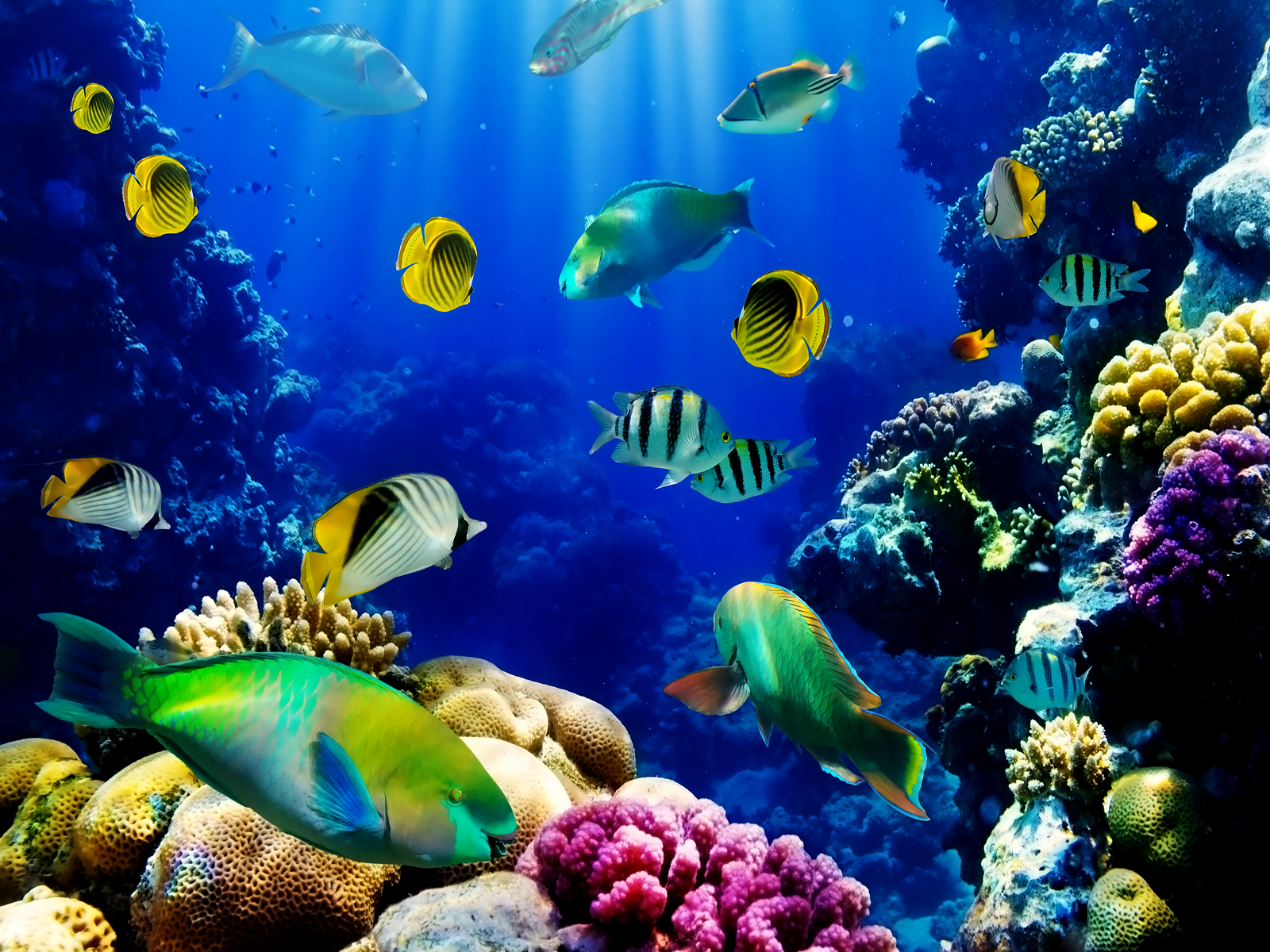 Aquarium HD Wallpapers | PixelsTalk.Net