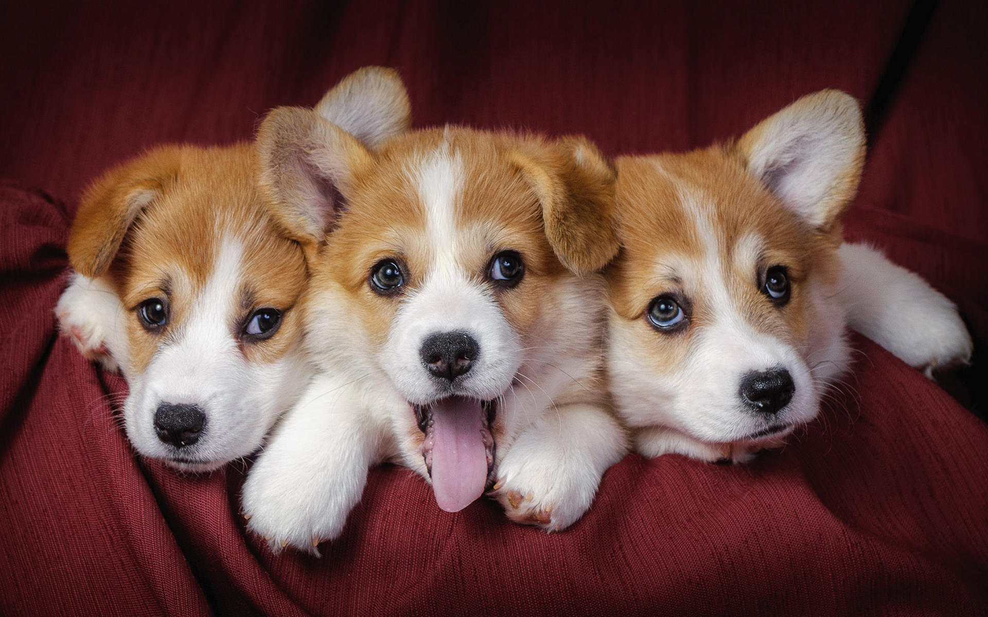 HD Cute Puppy Backgrounds | PixelsTalk.Net