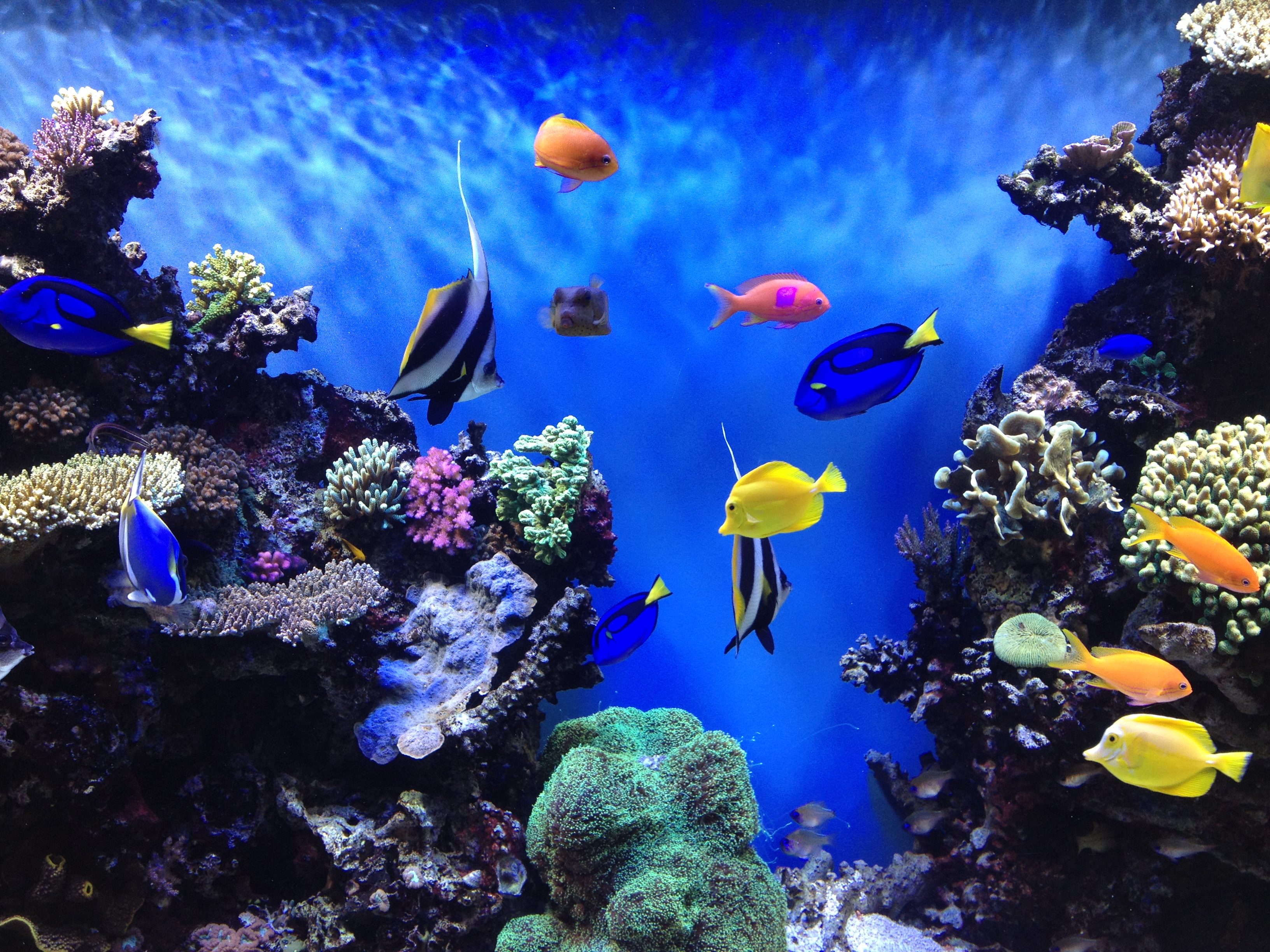 Backgrounds For Fish Tanks Printable Free