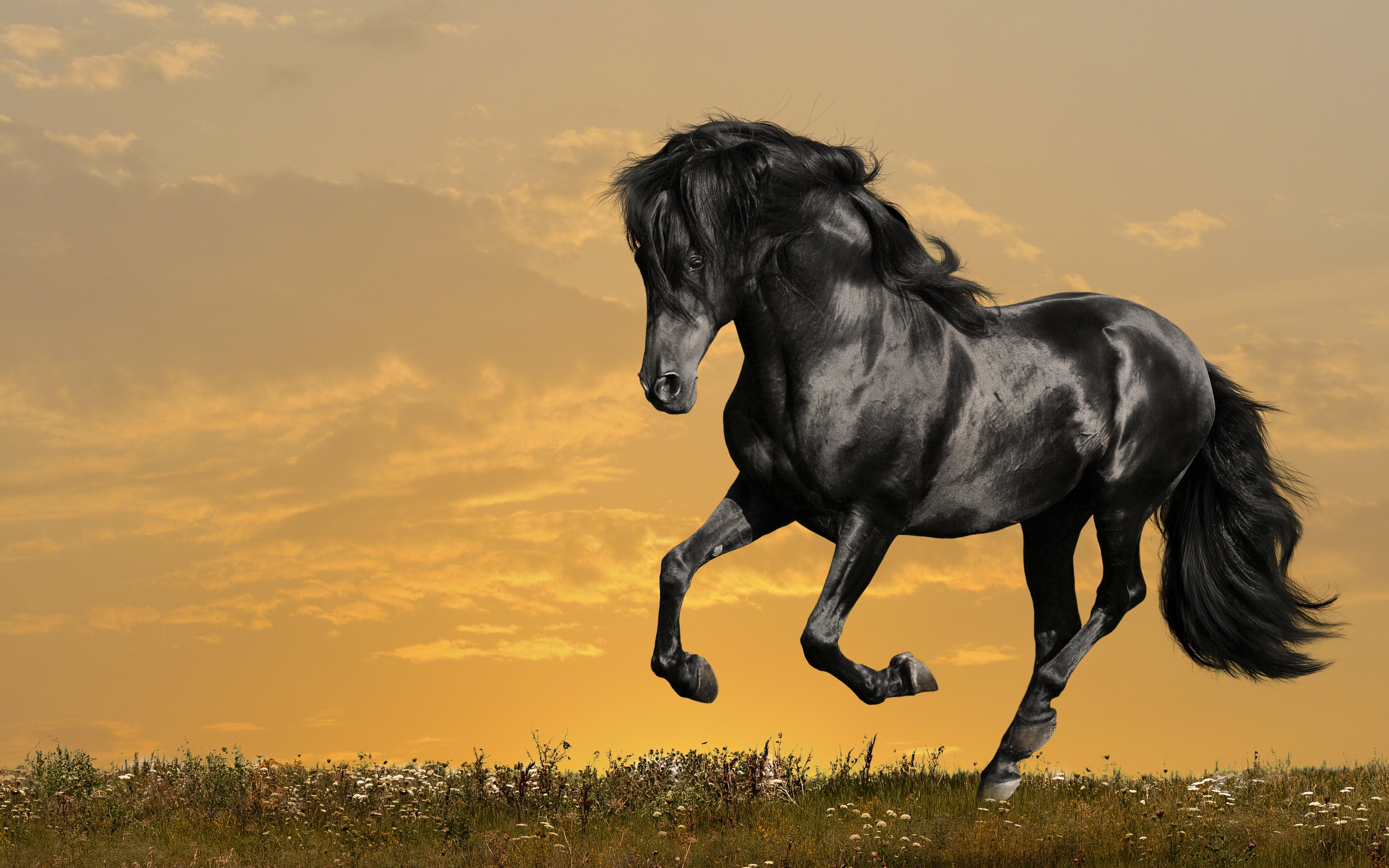 Hd Horse Wallpaper Free Download Pixelstalknet