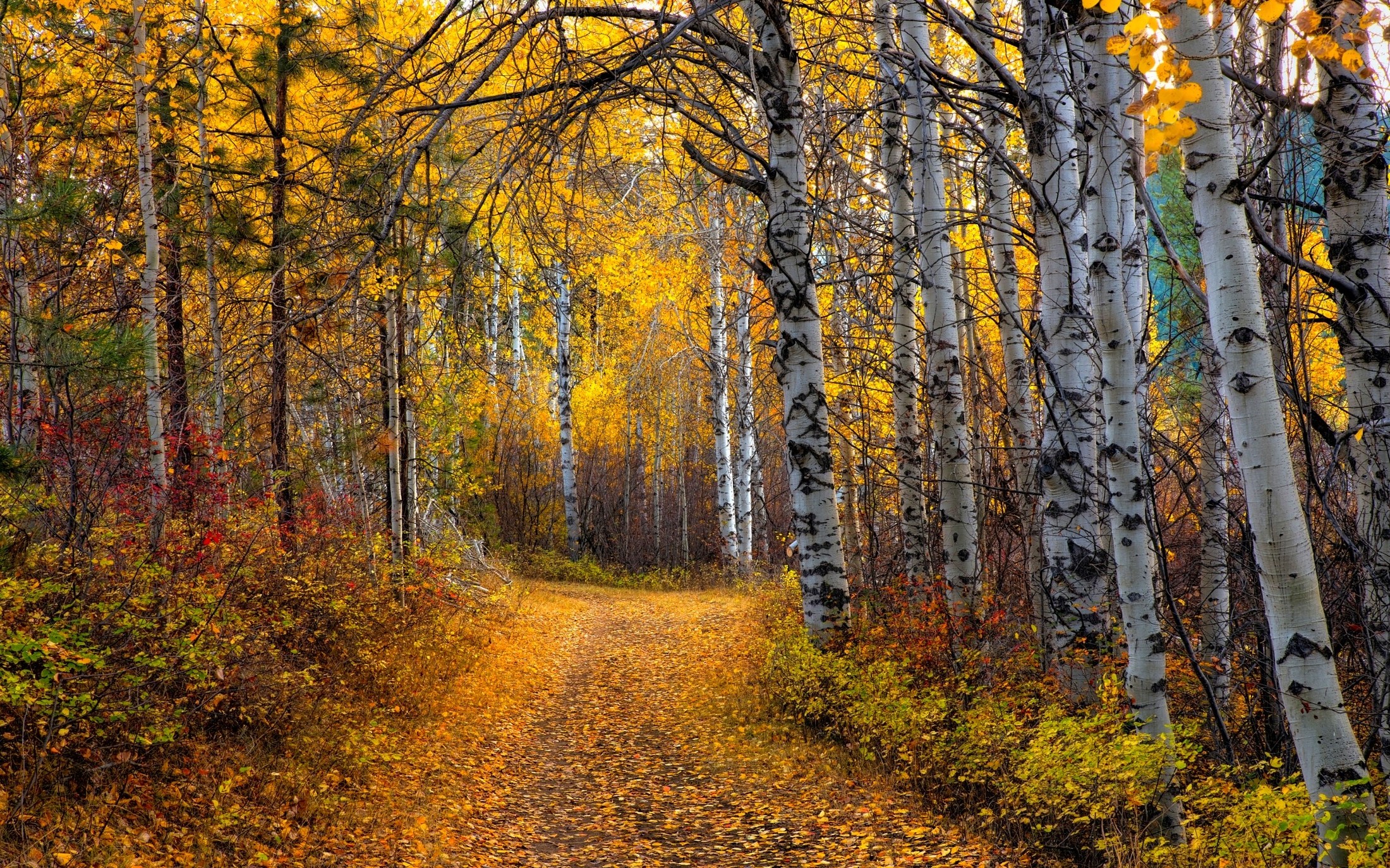 Aspen Tree Wallpapers HD | PixelsTalk.Net