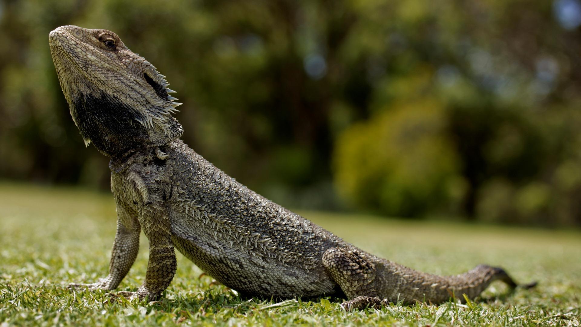 Bearded Dragon Background HD | PixelsTalk.Net